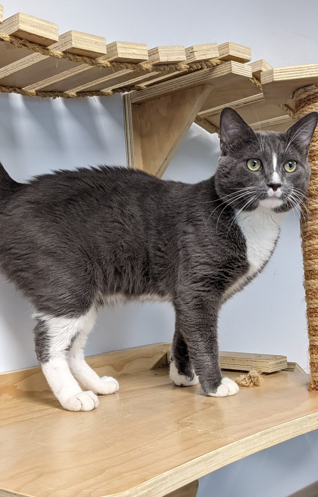 Chats pour adoption - SPA Régionale