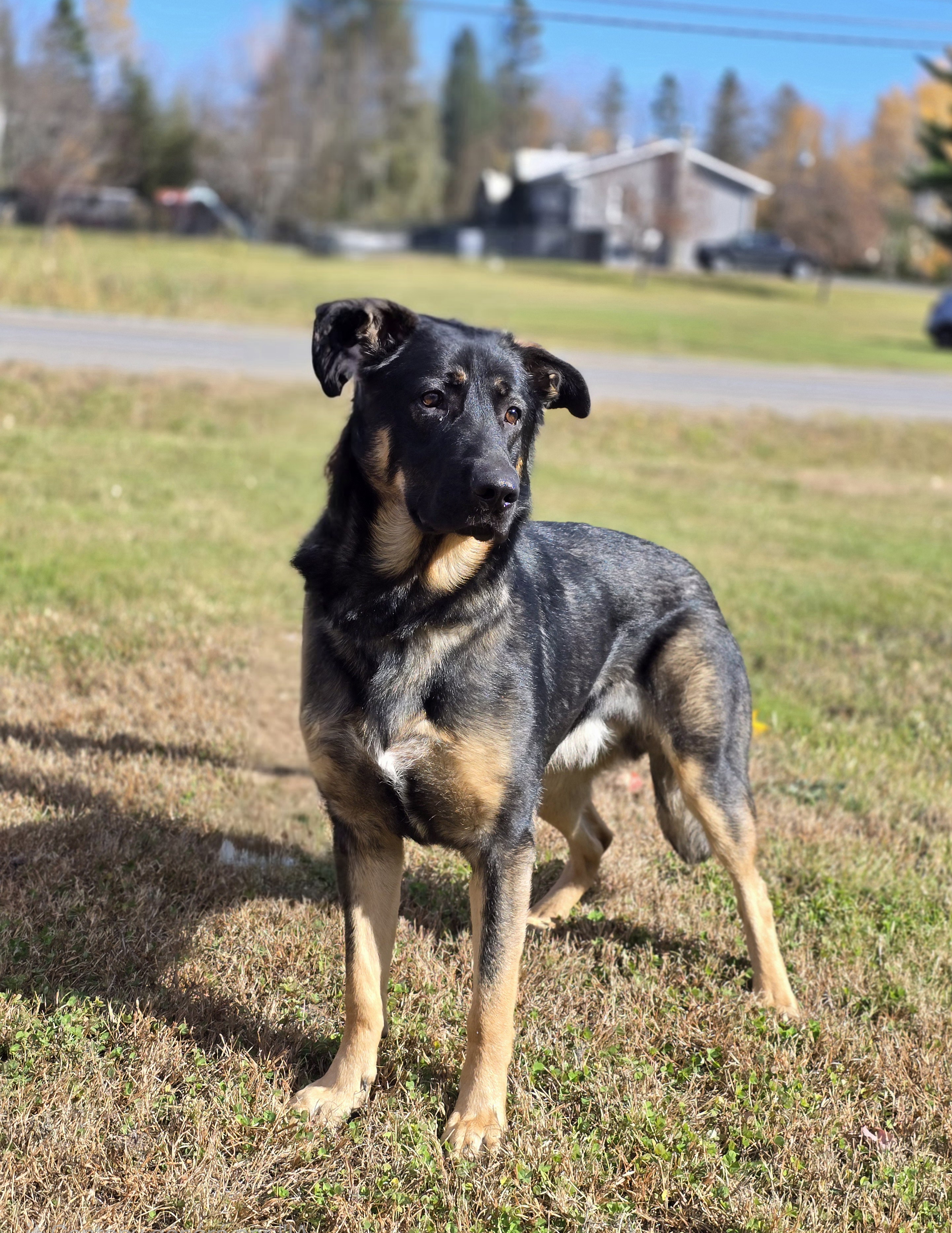 Animaux SPA Régionale