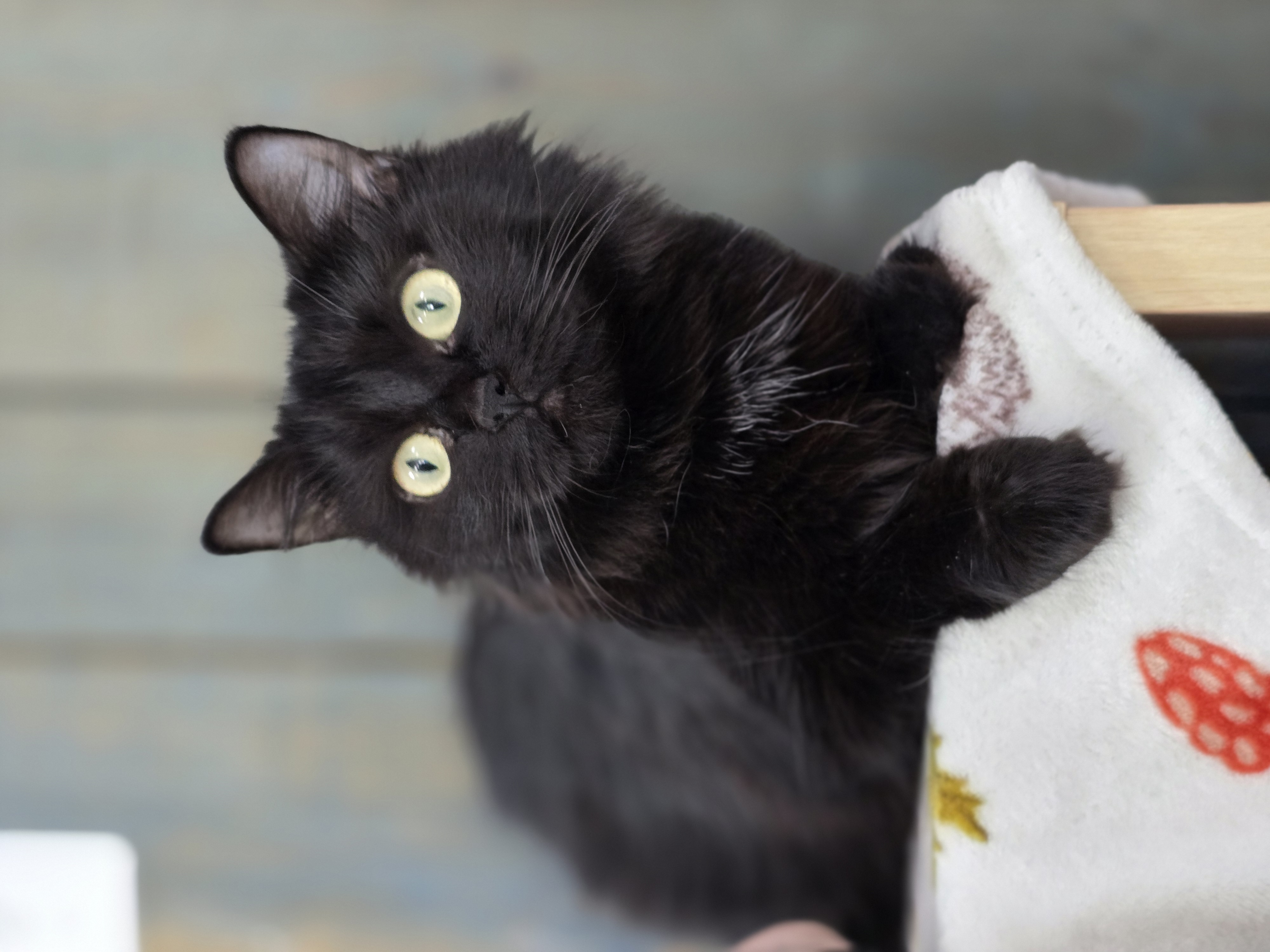 Blackie