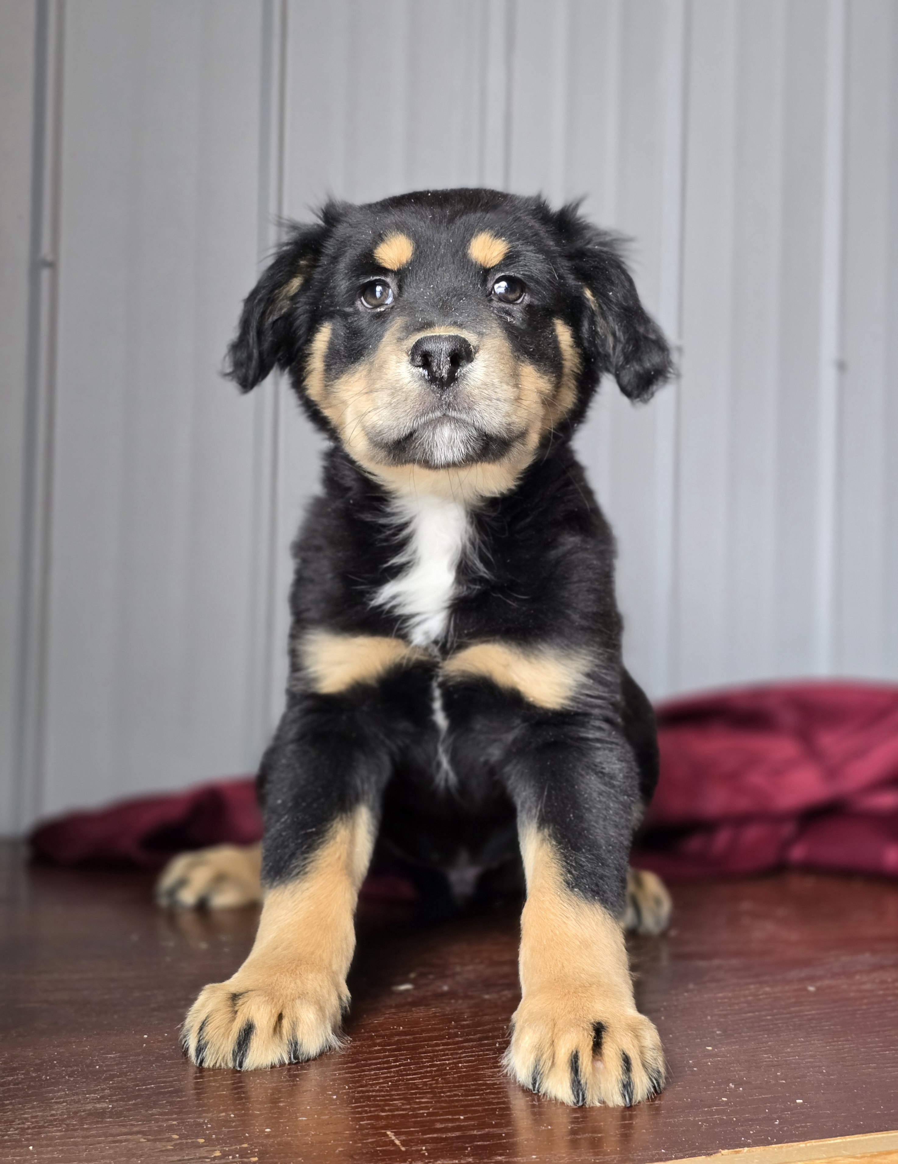 Elvis