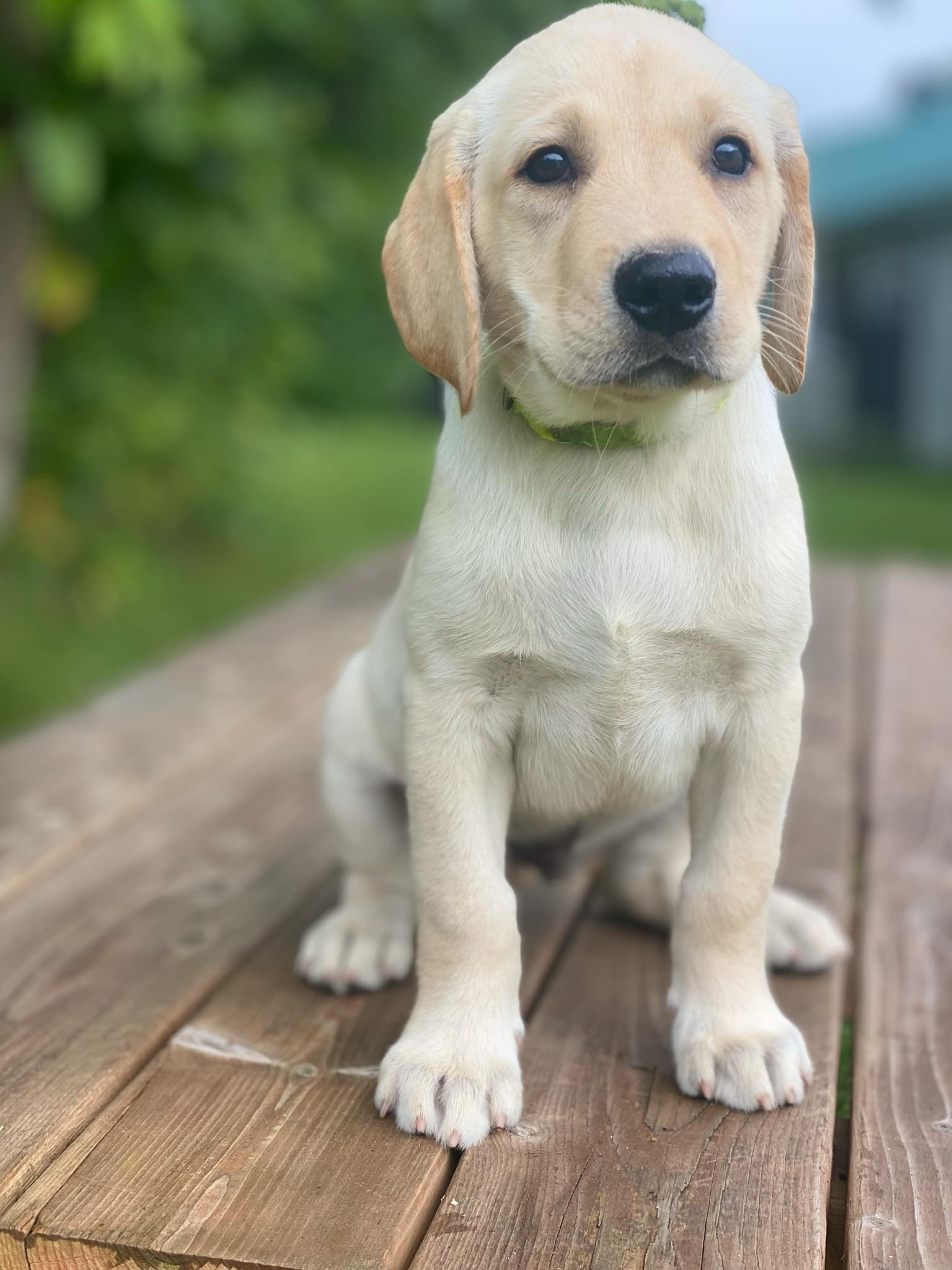 Rowan