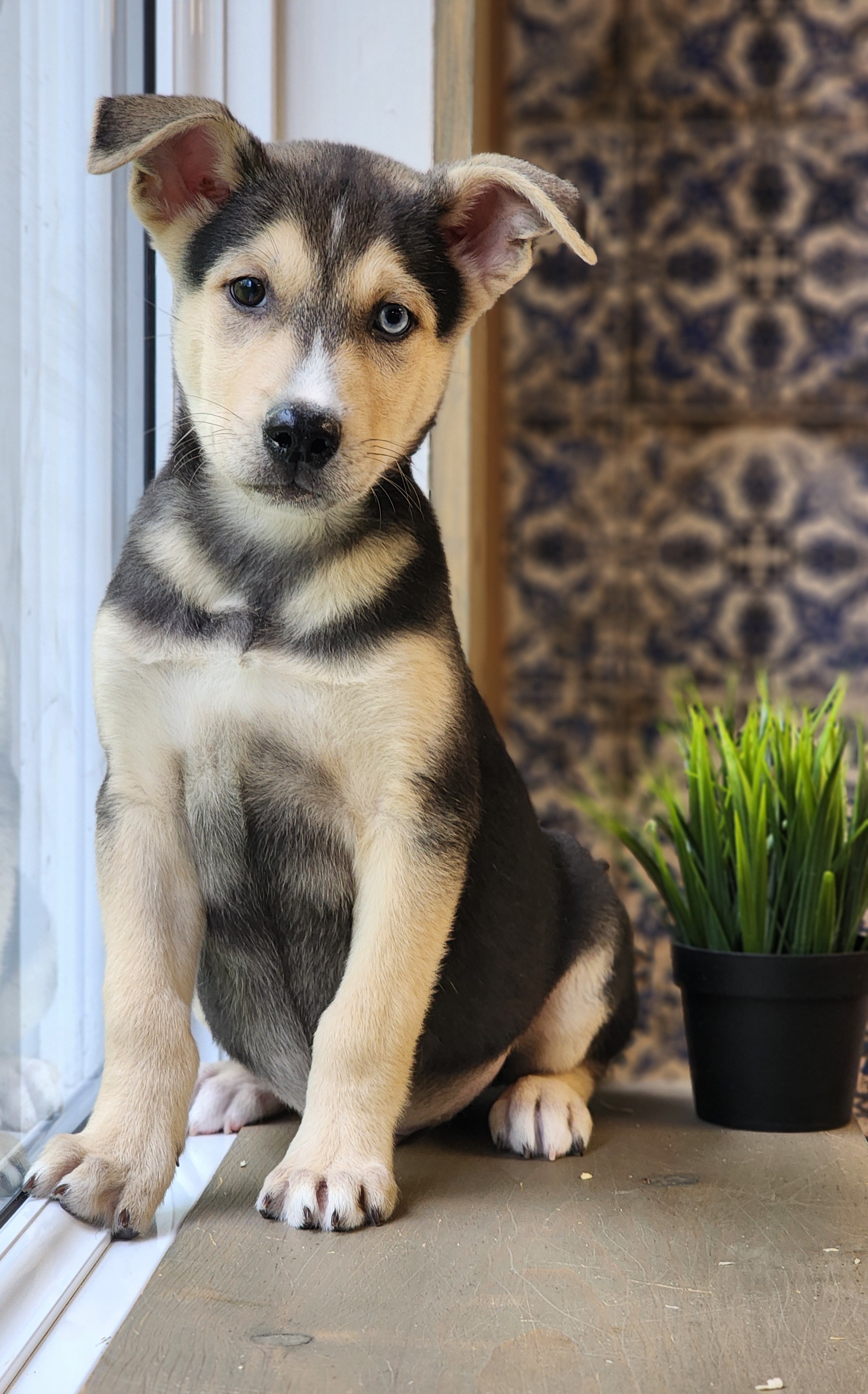 Baloo
