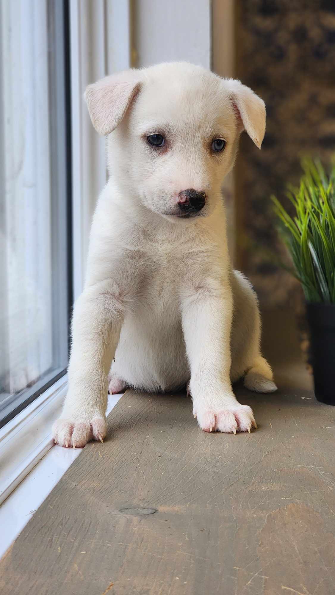 Hathie