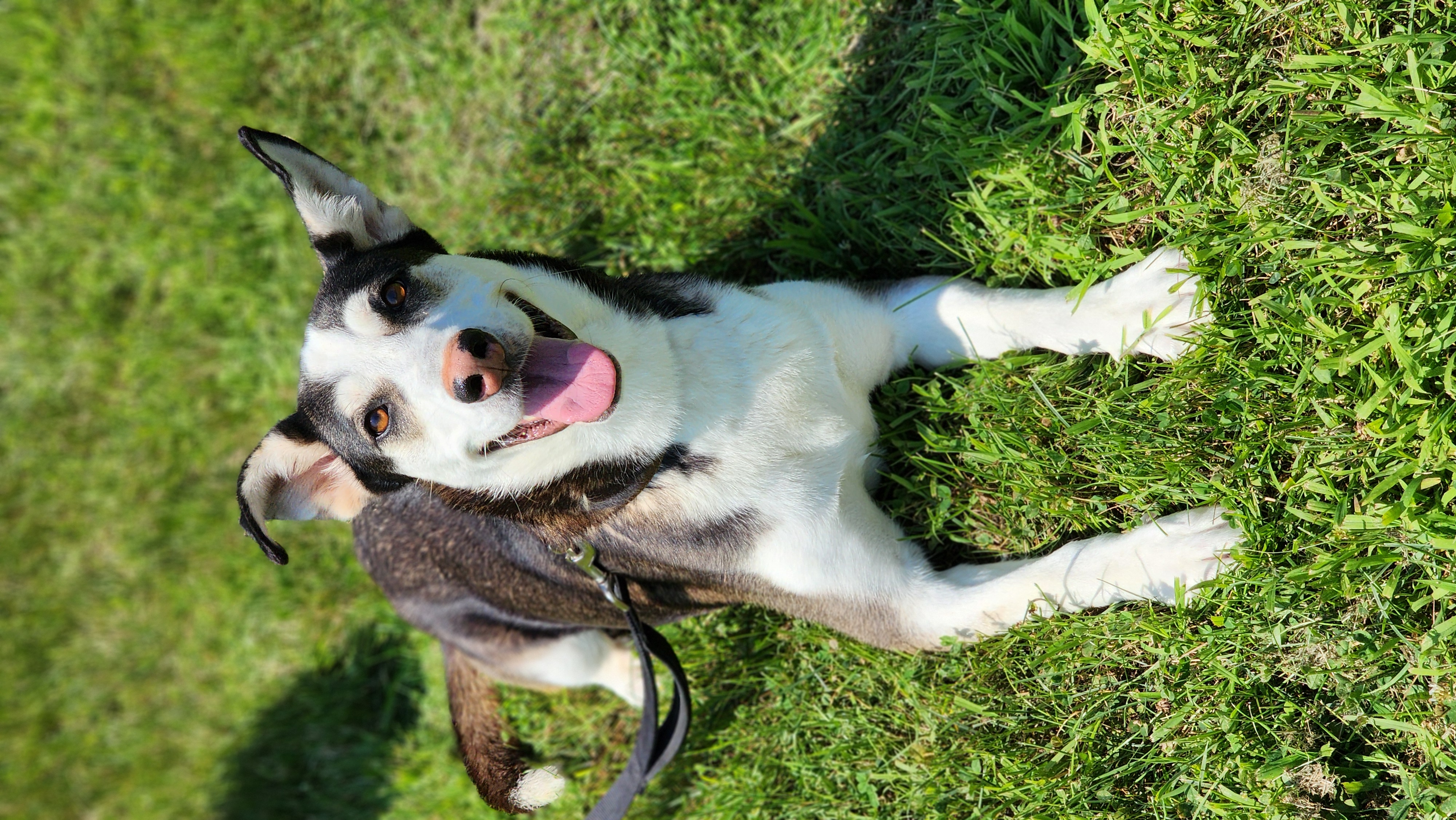 Animaux SPA Régionale