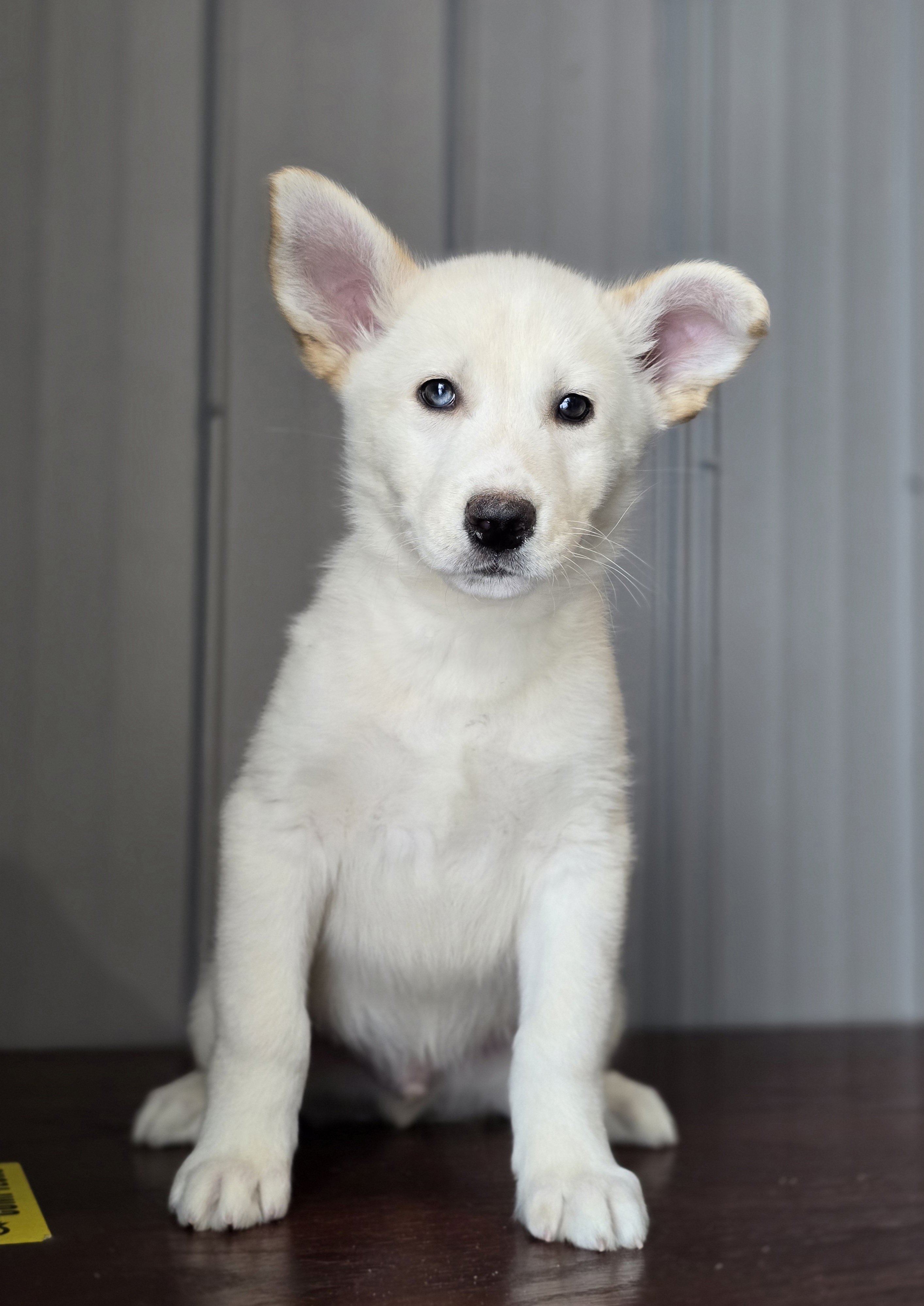 Freki