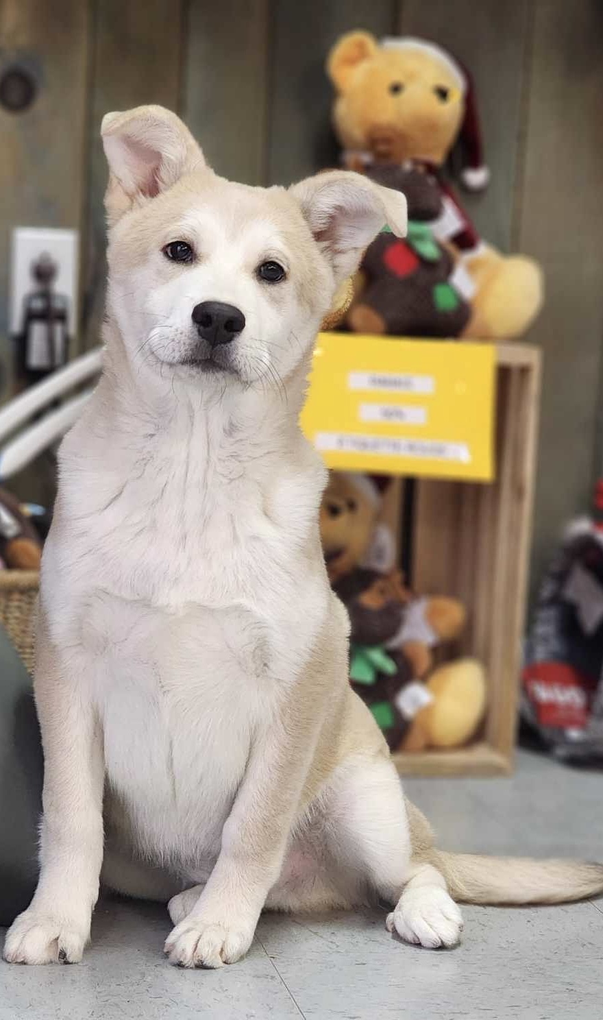 Thor