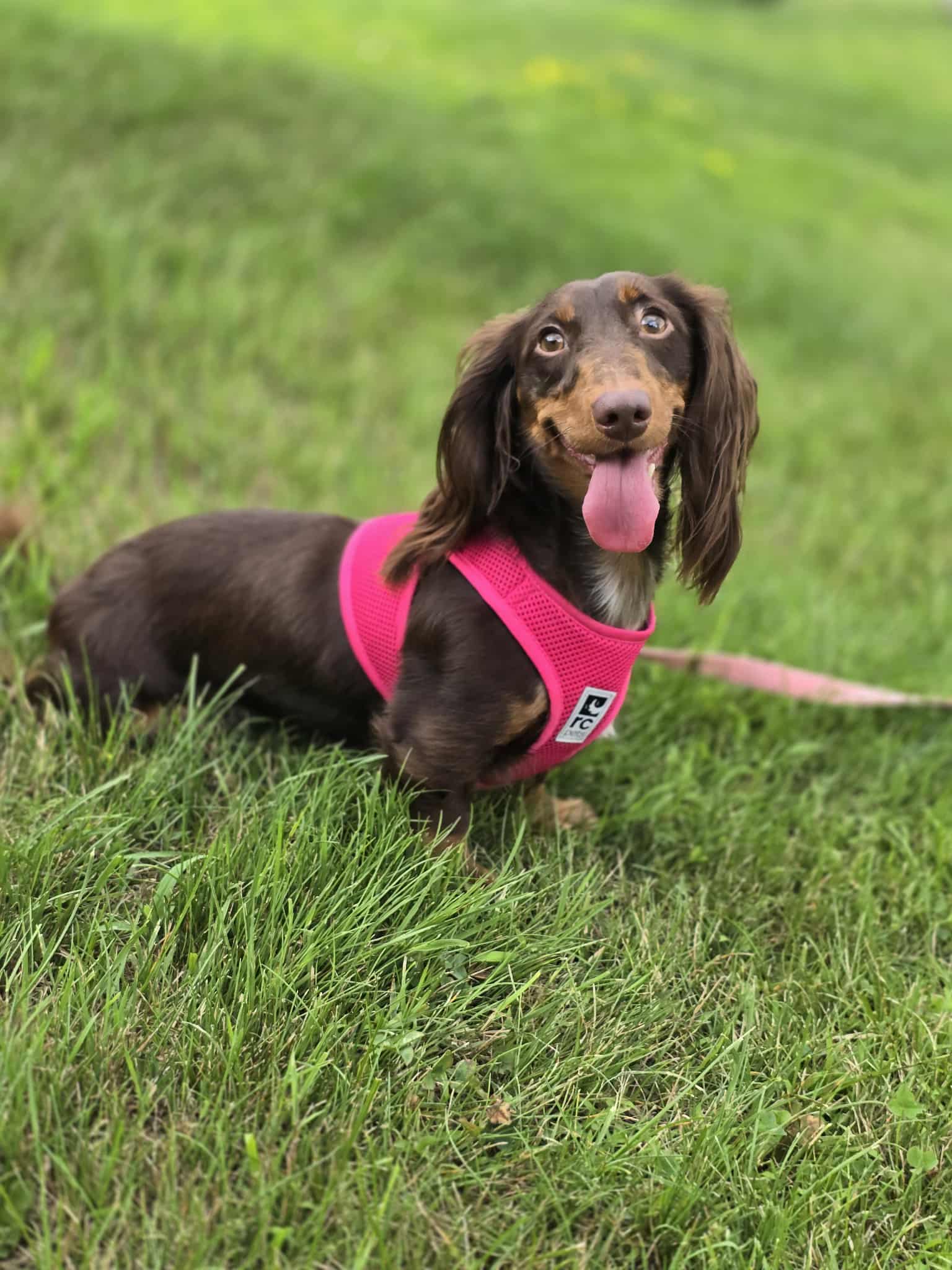 Rosie