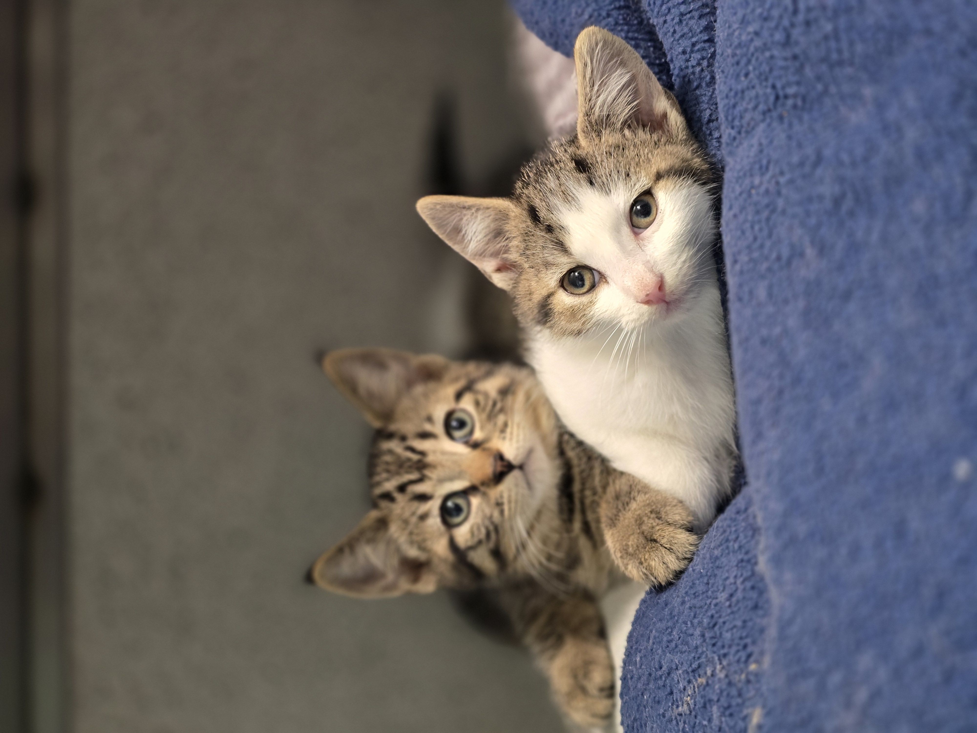 Paco et Tito