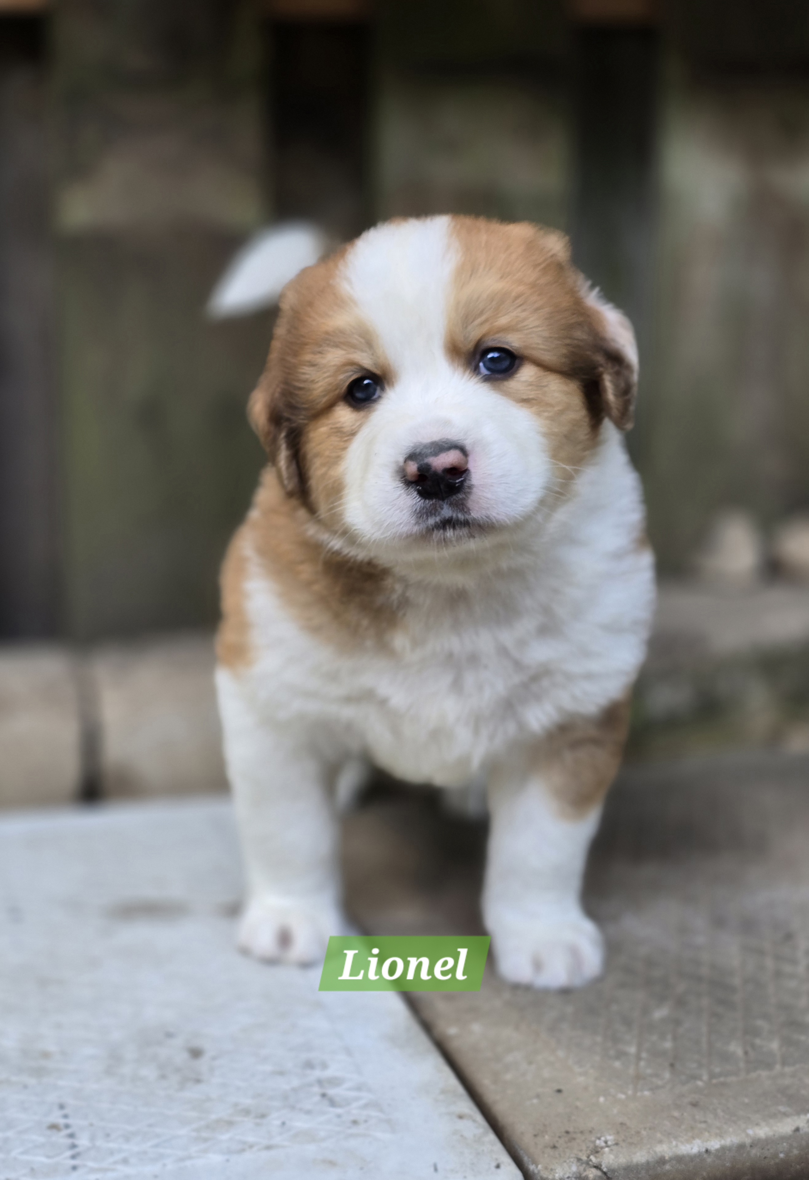 Lionel