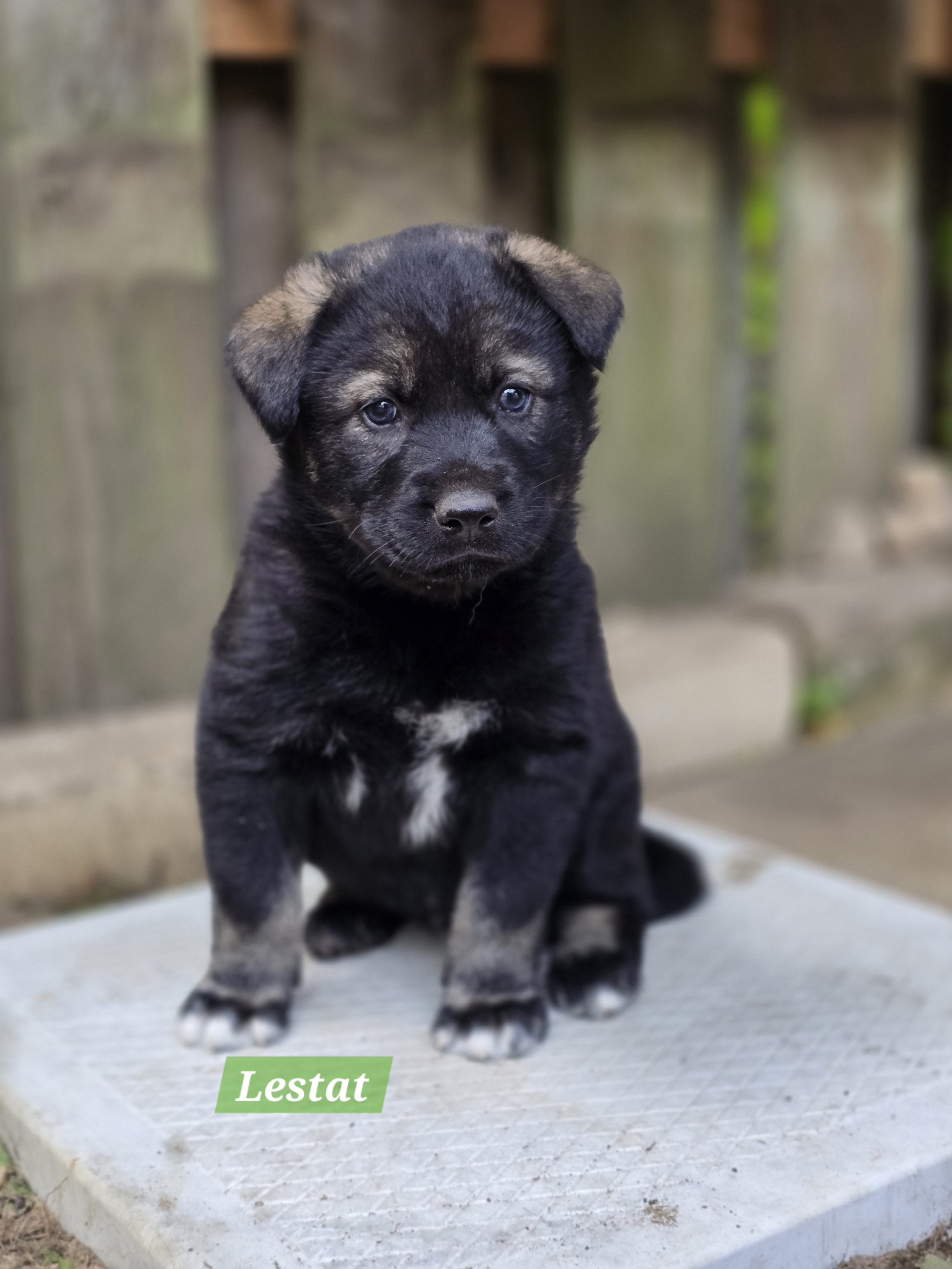 Lestat