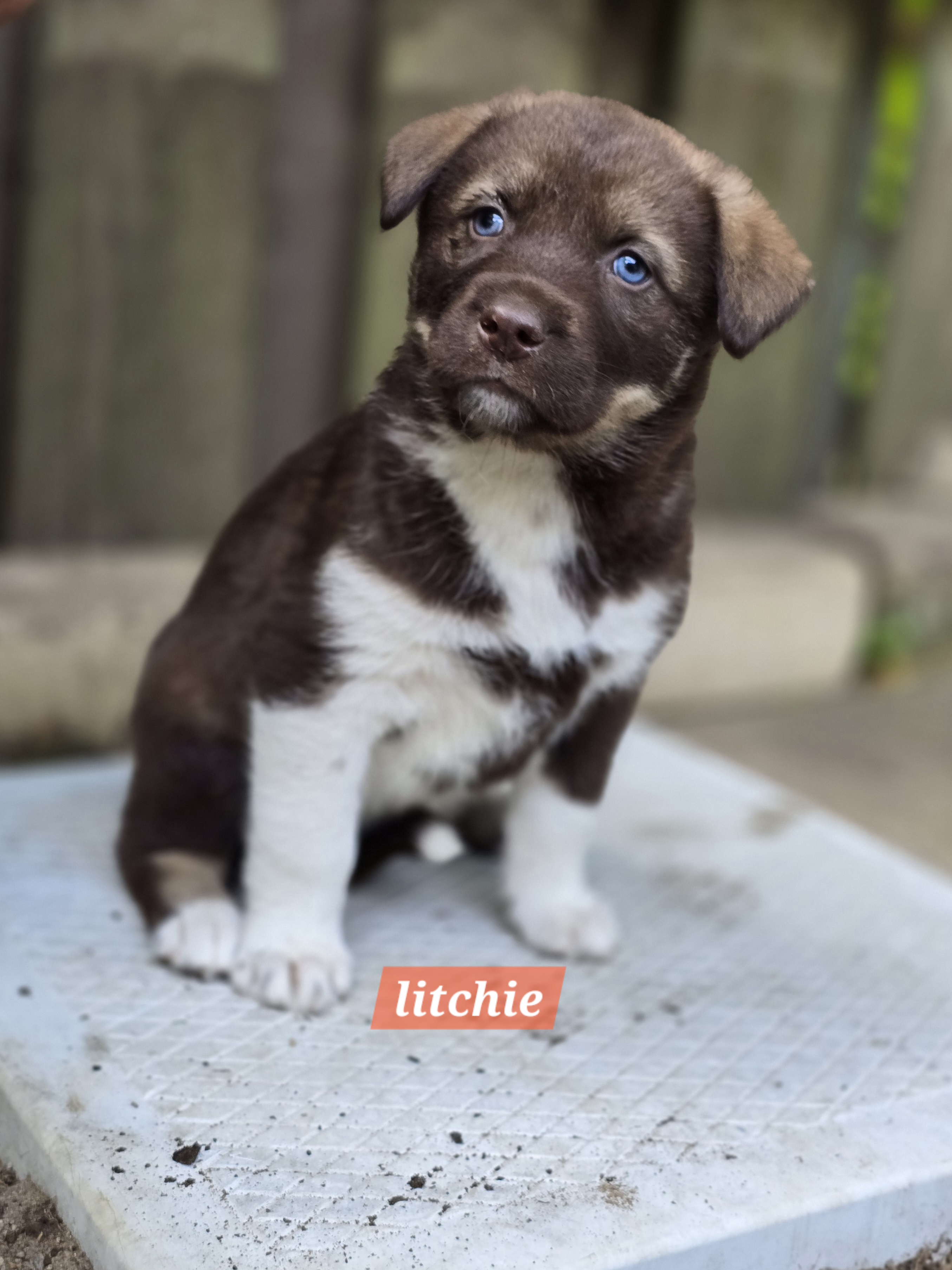 Litchie