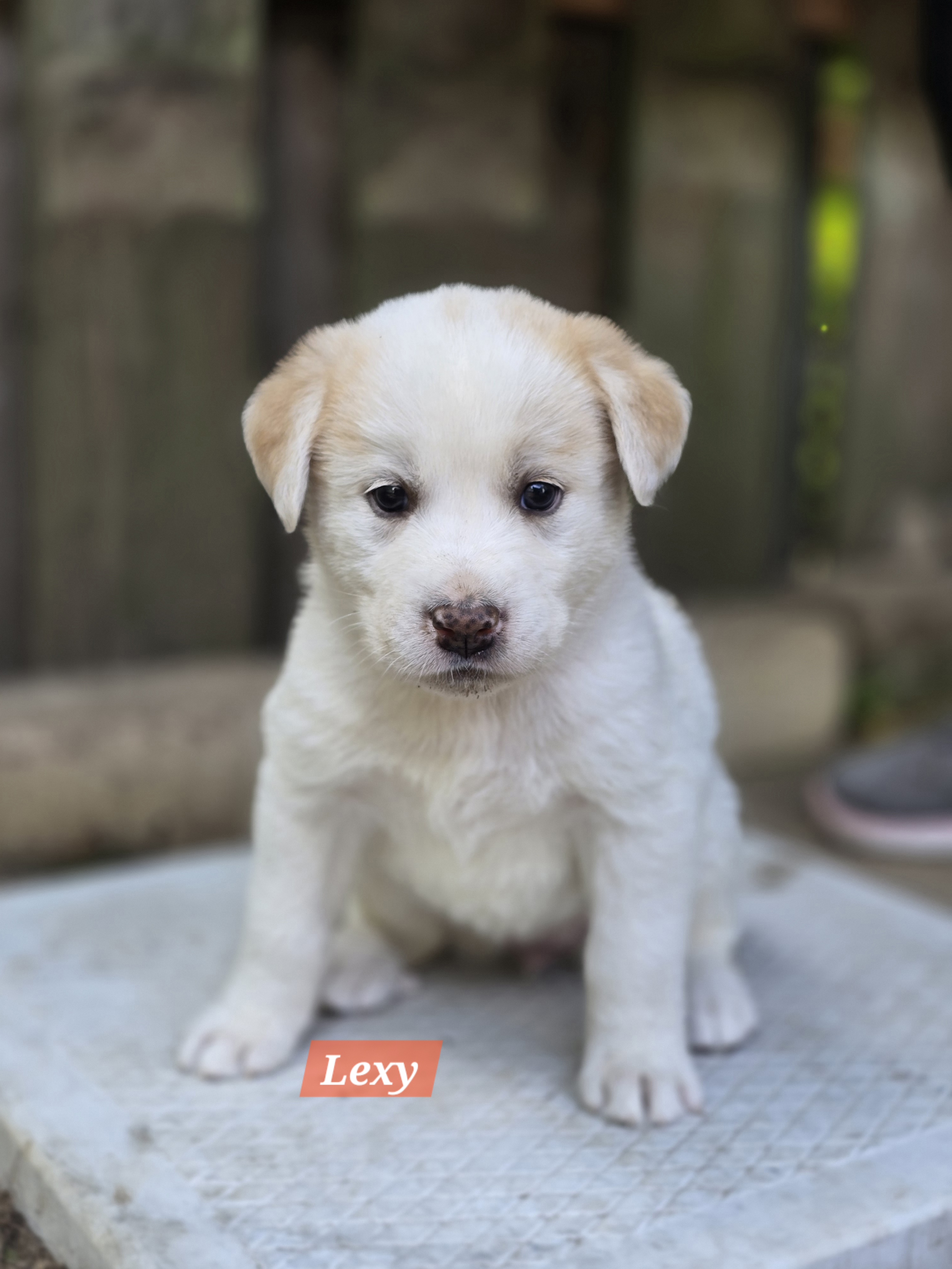 Lexy