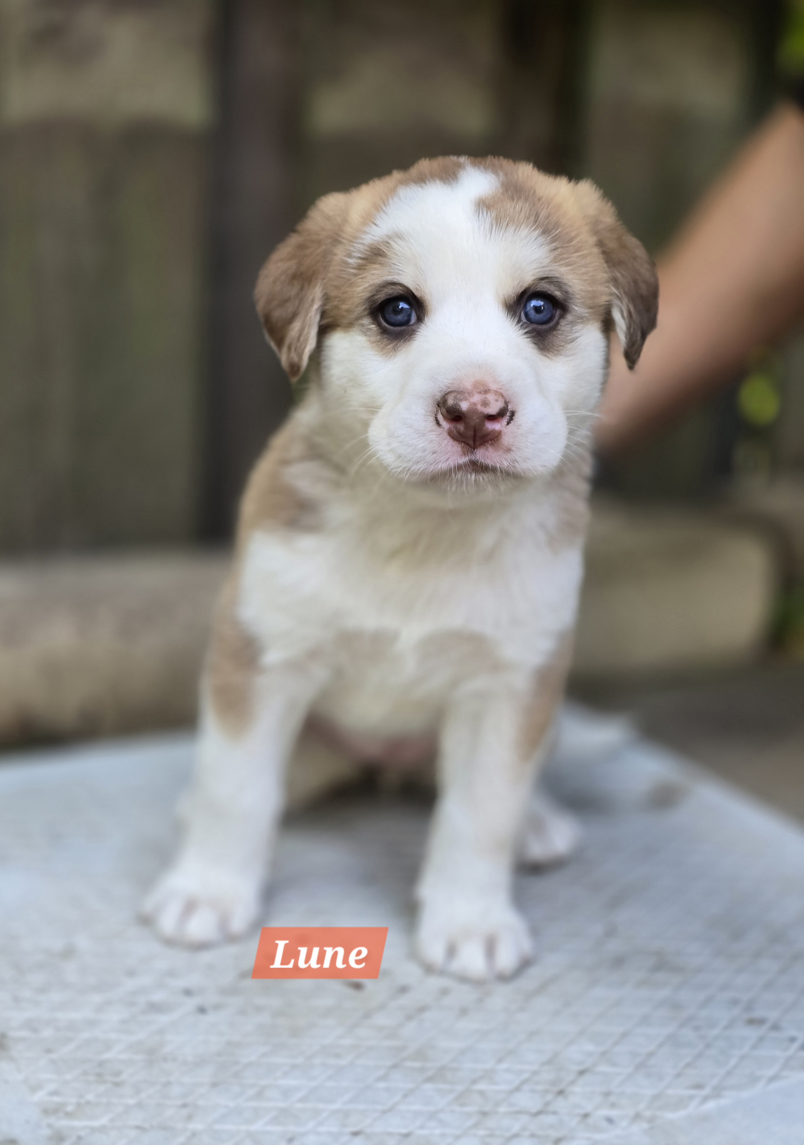 Lune