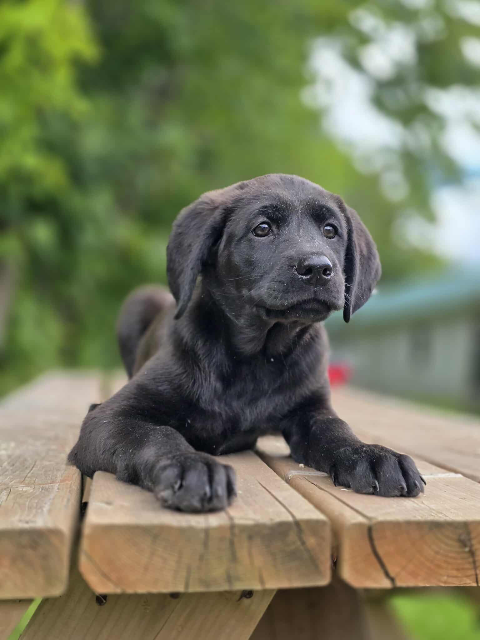 Dexy