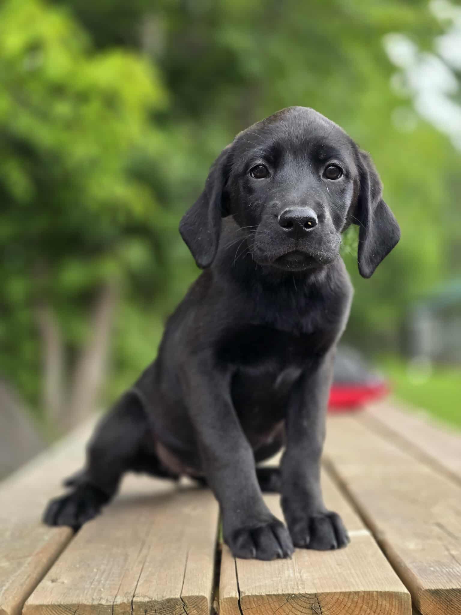 Dixie