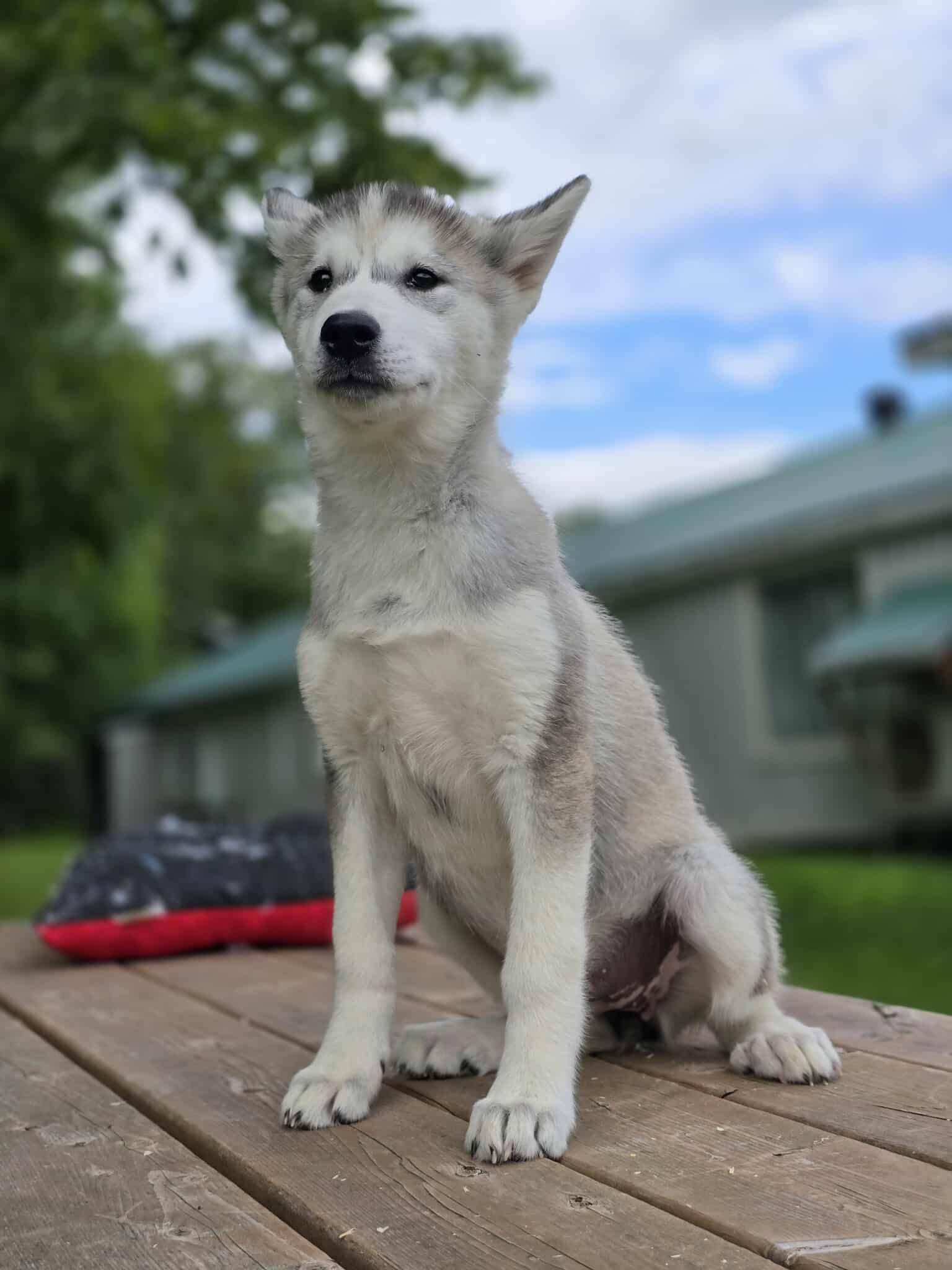 Friskie