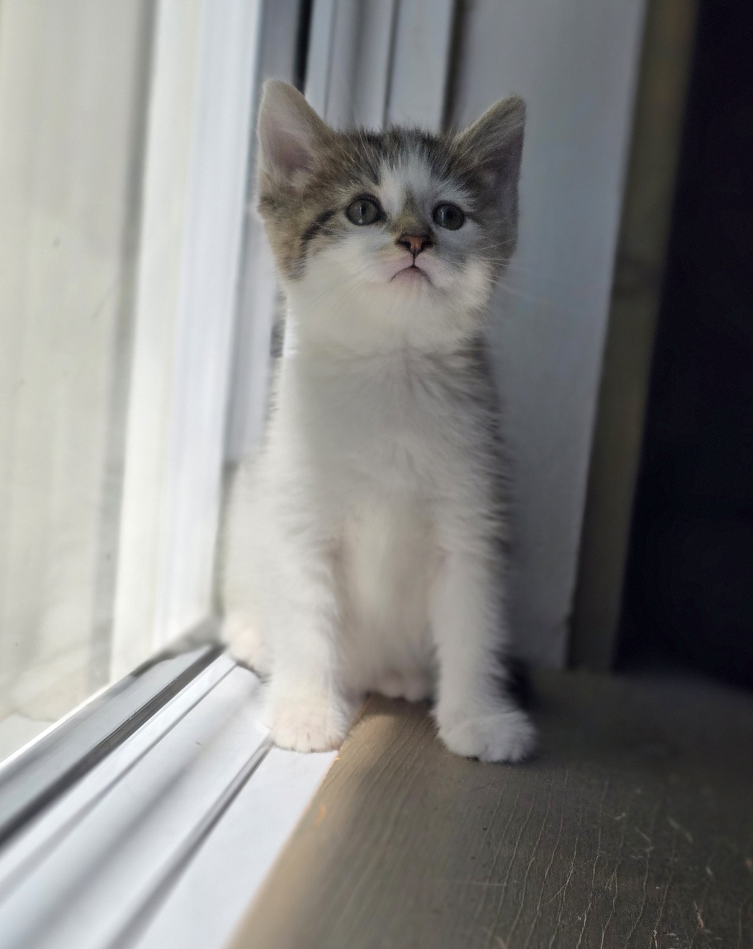 Minette