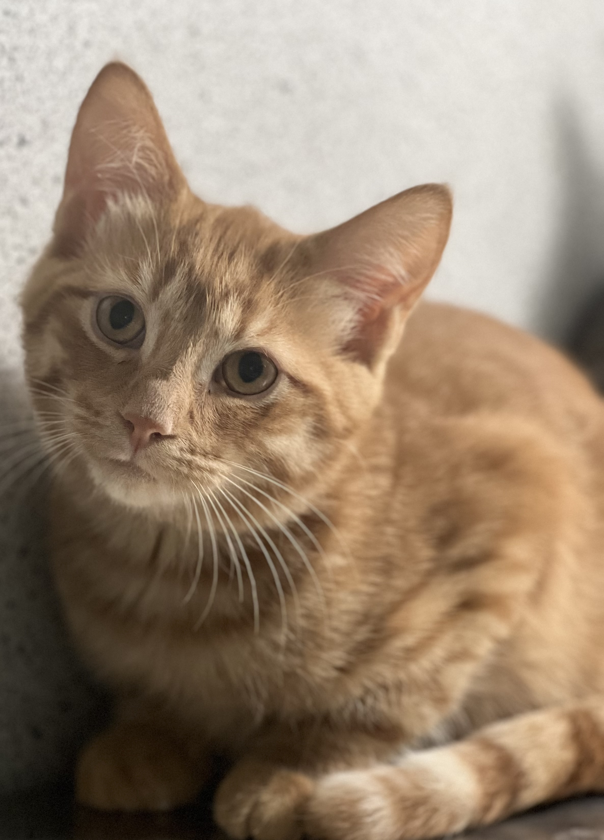 Gino