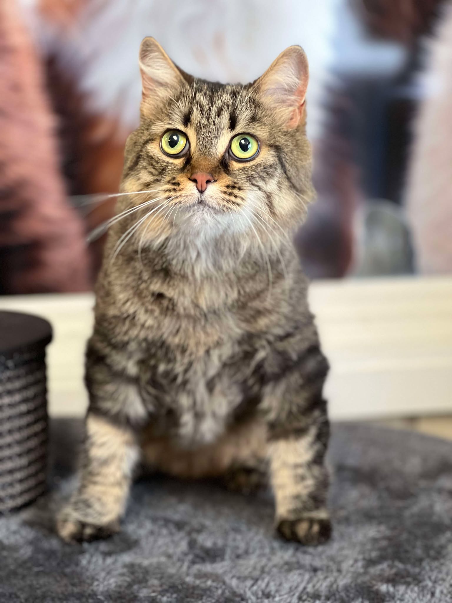 Bella