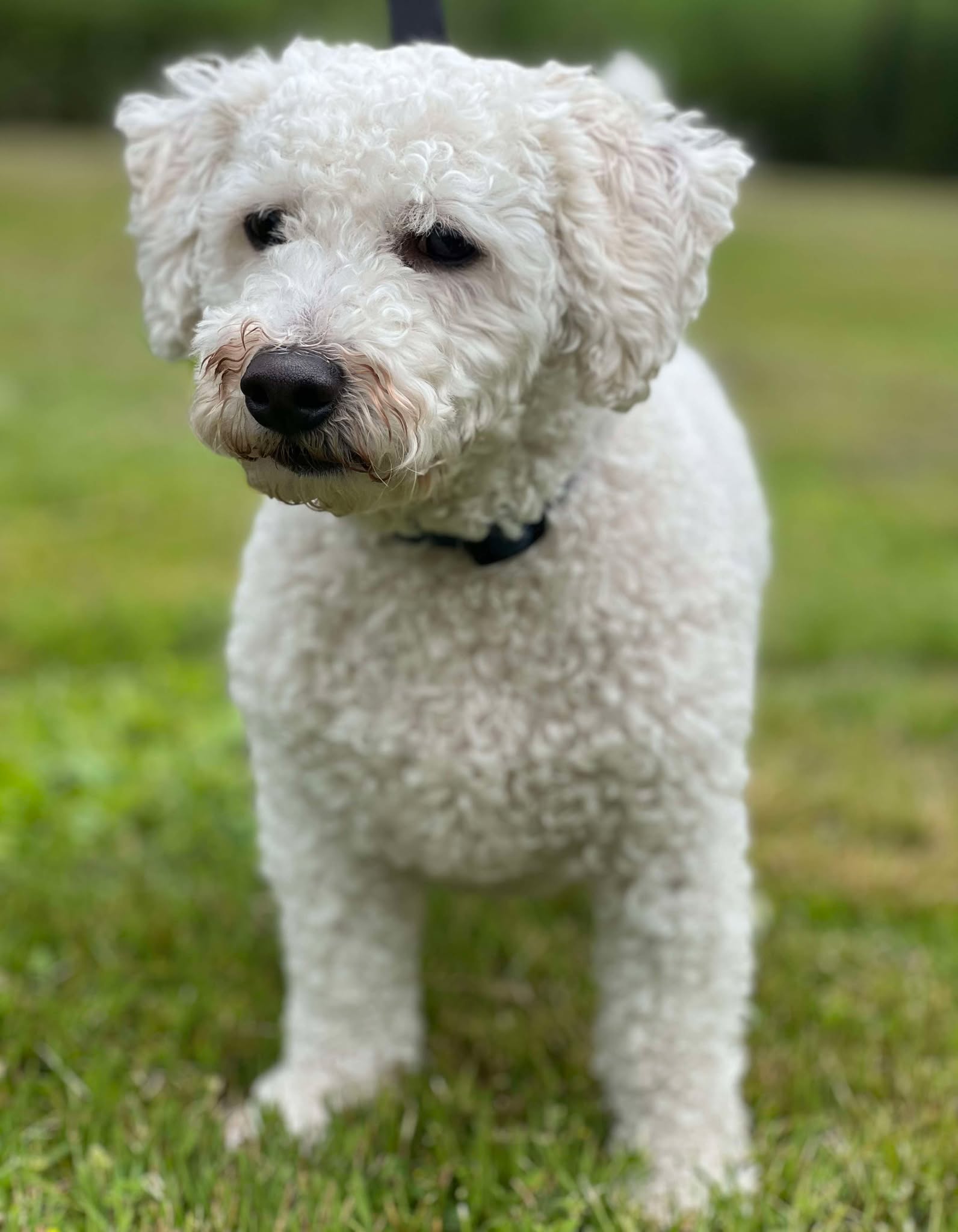 Benji