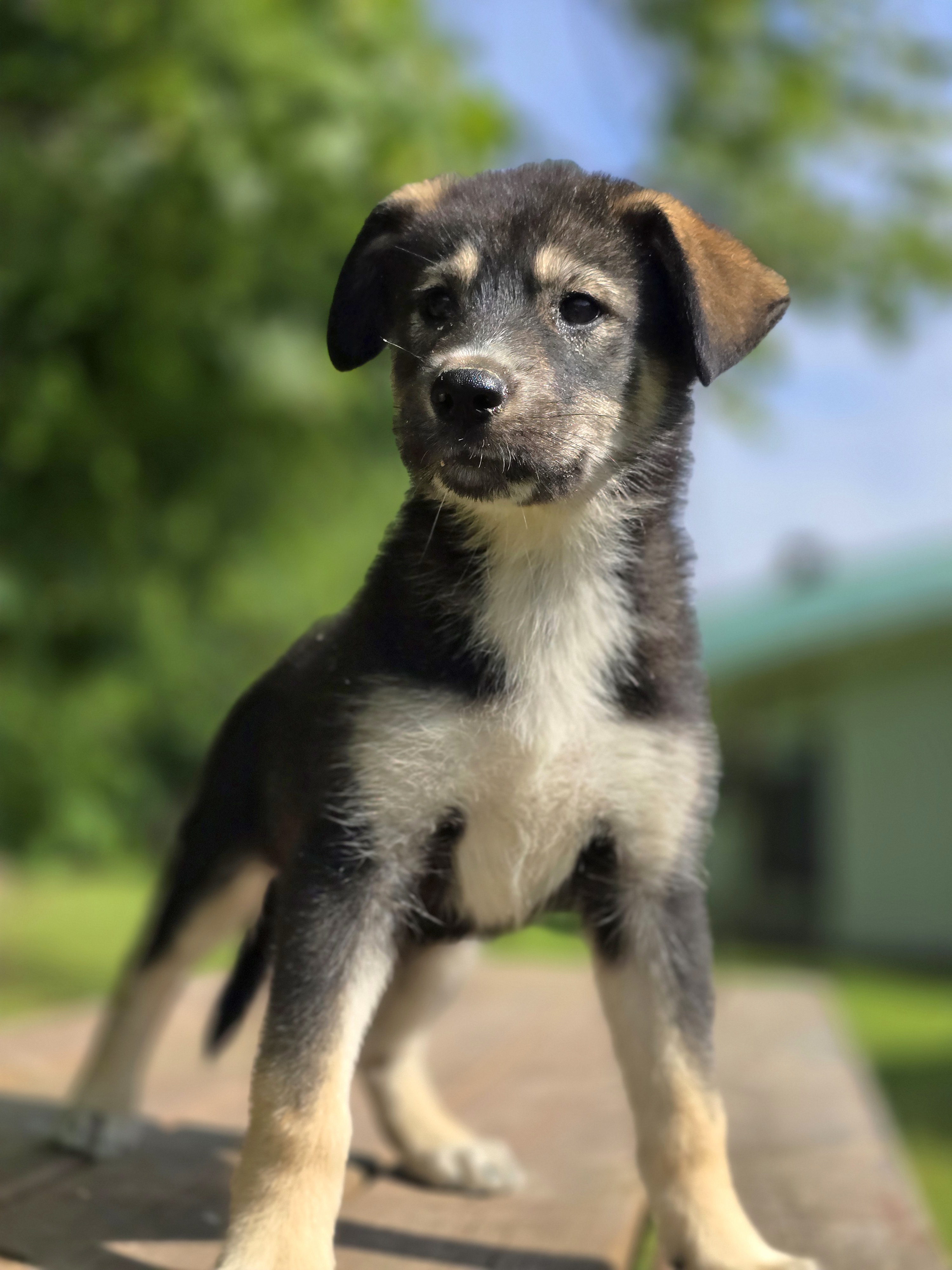 Coda