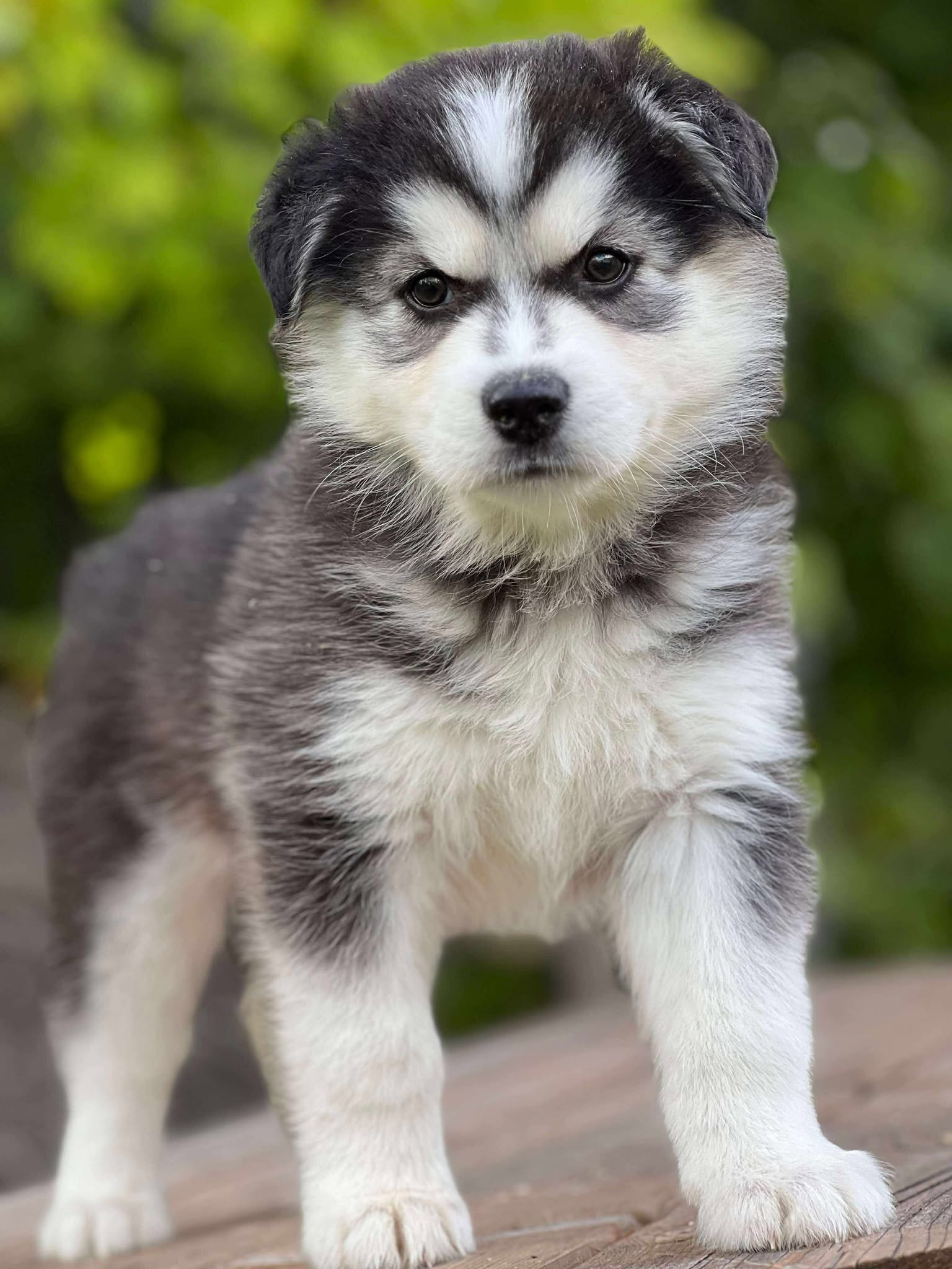 Ziva