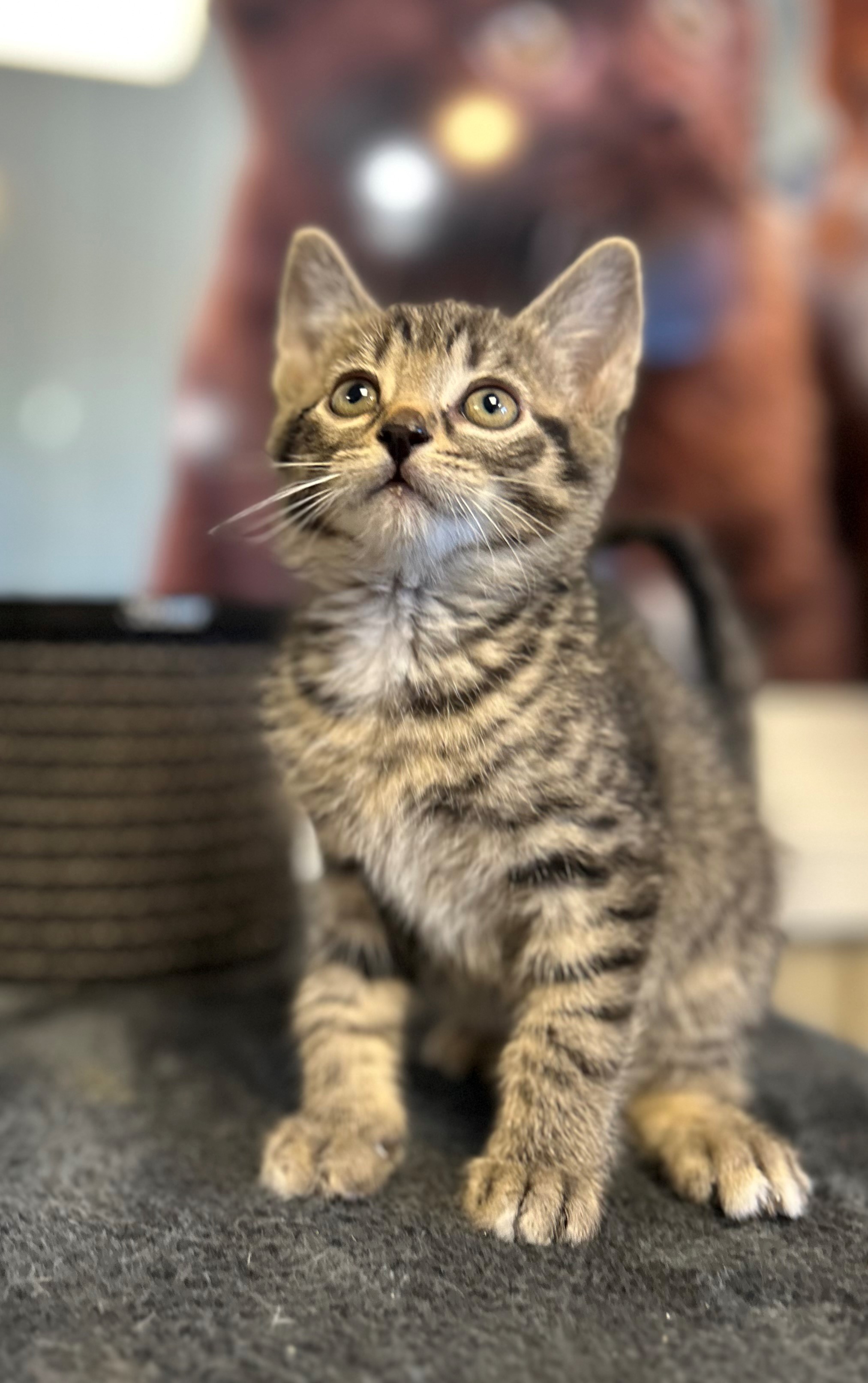 Timbit
