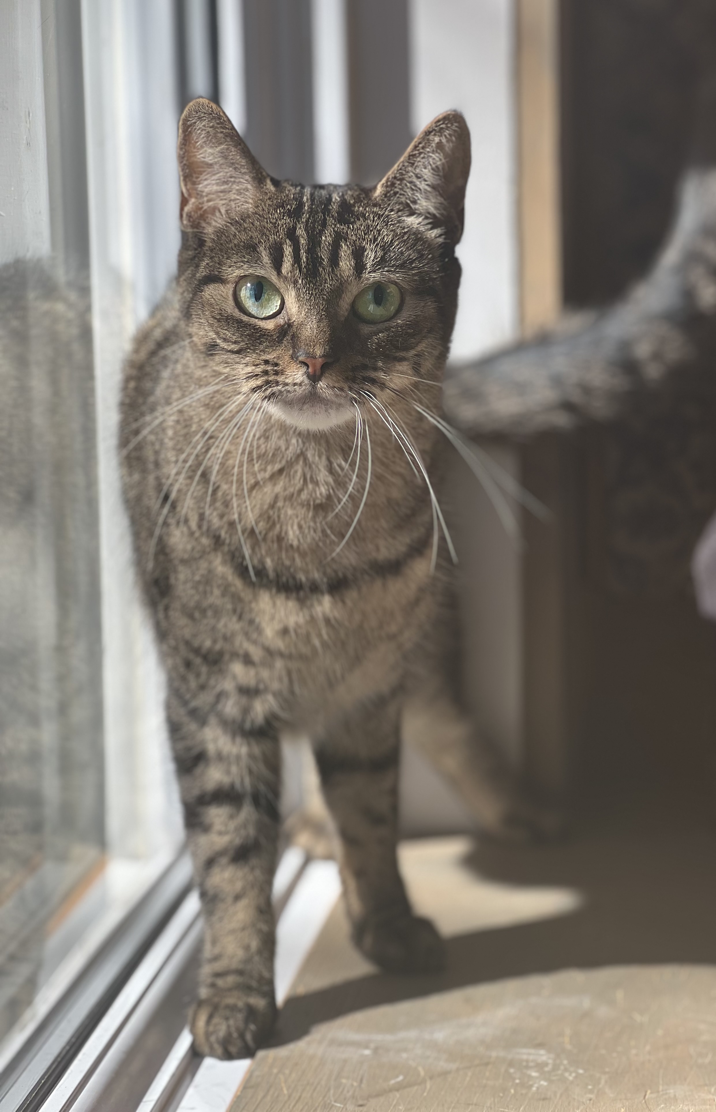 Missy