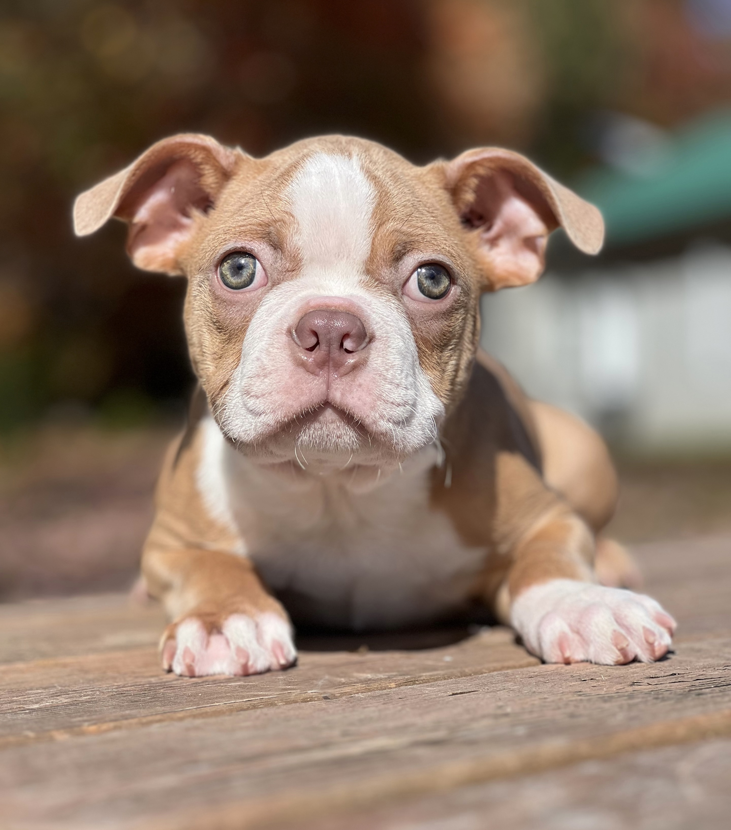 Gus