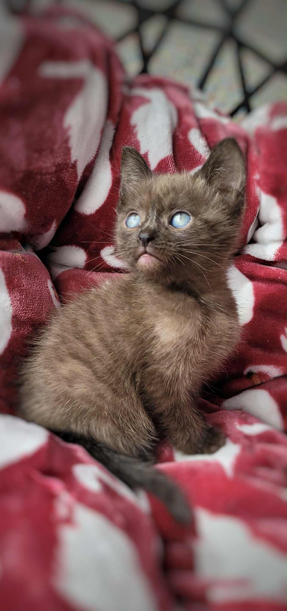Praline