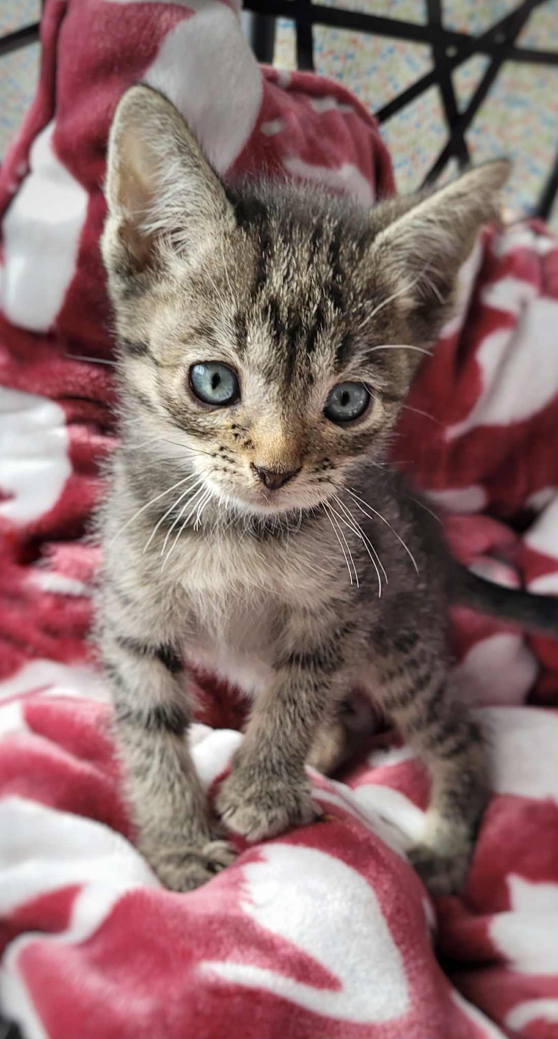 Loki
