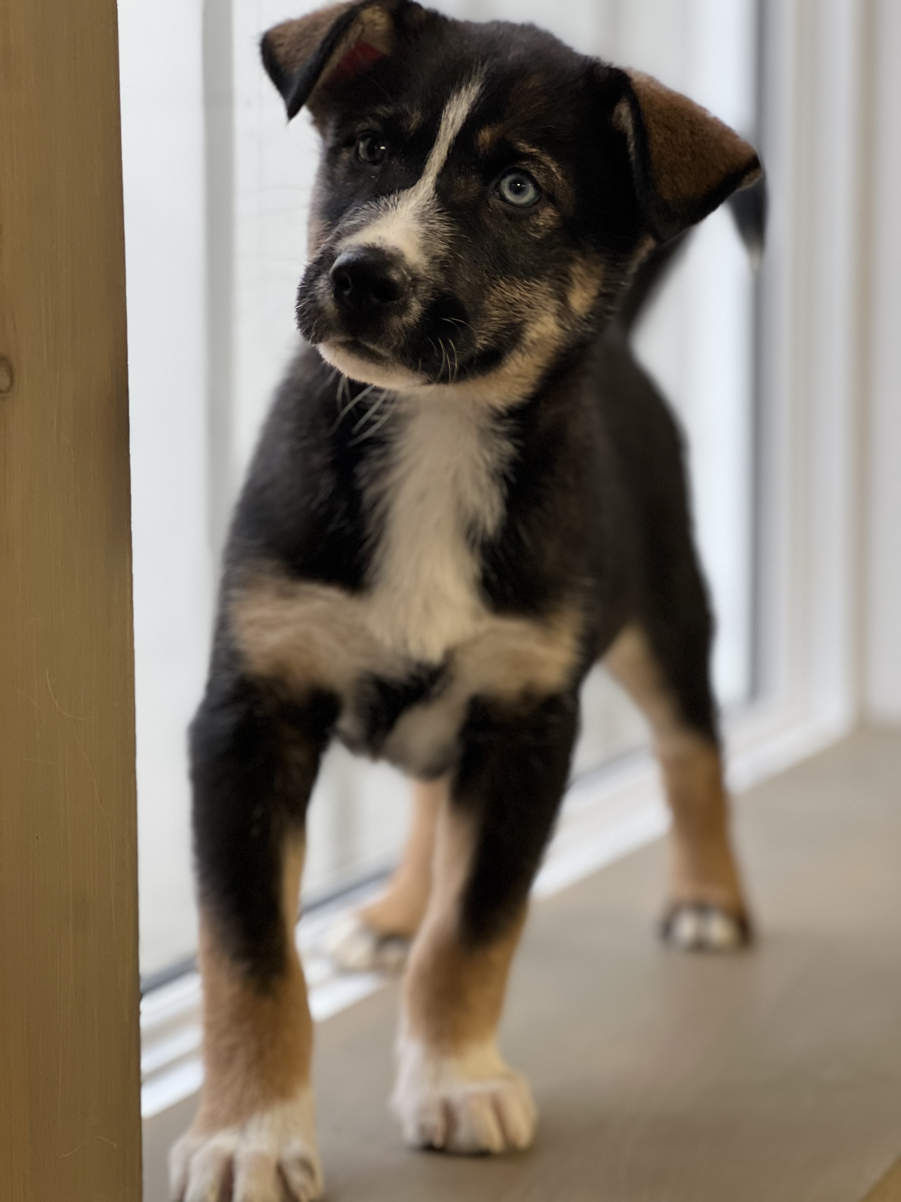 Dylan