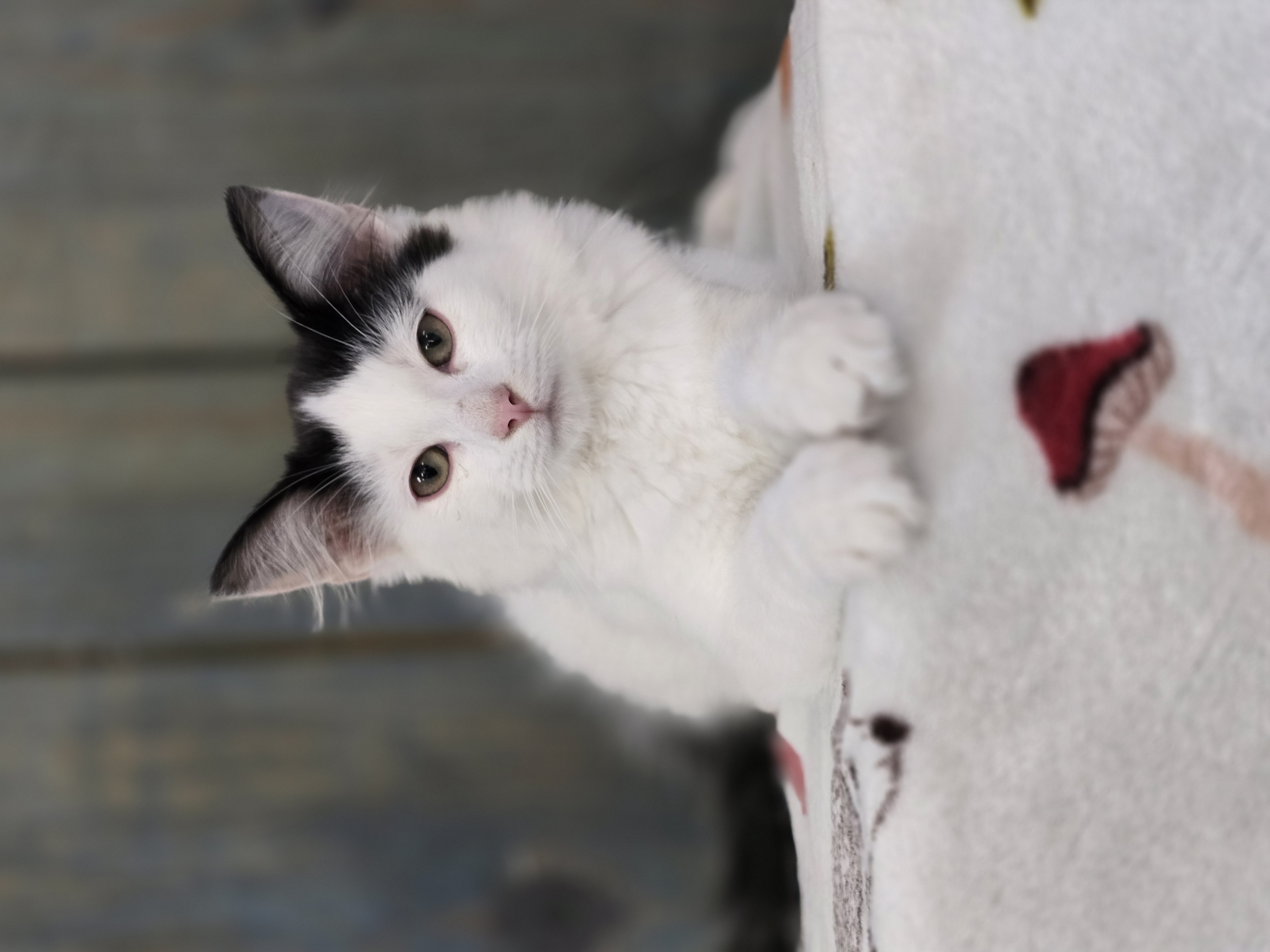 Abricot