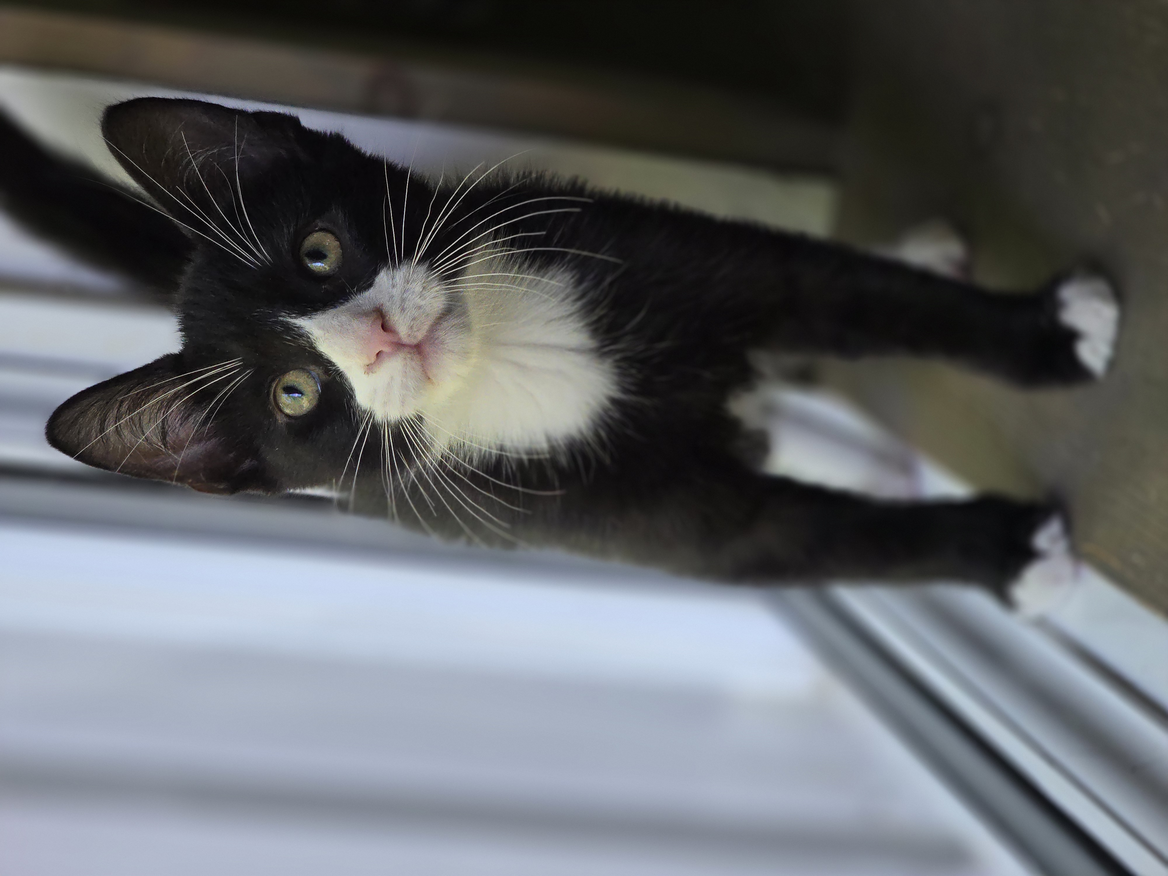 Max