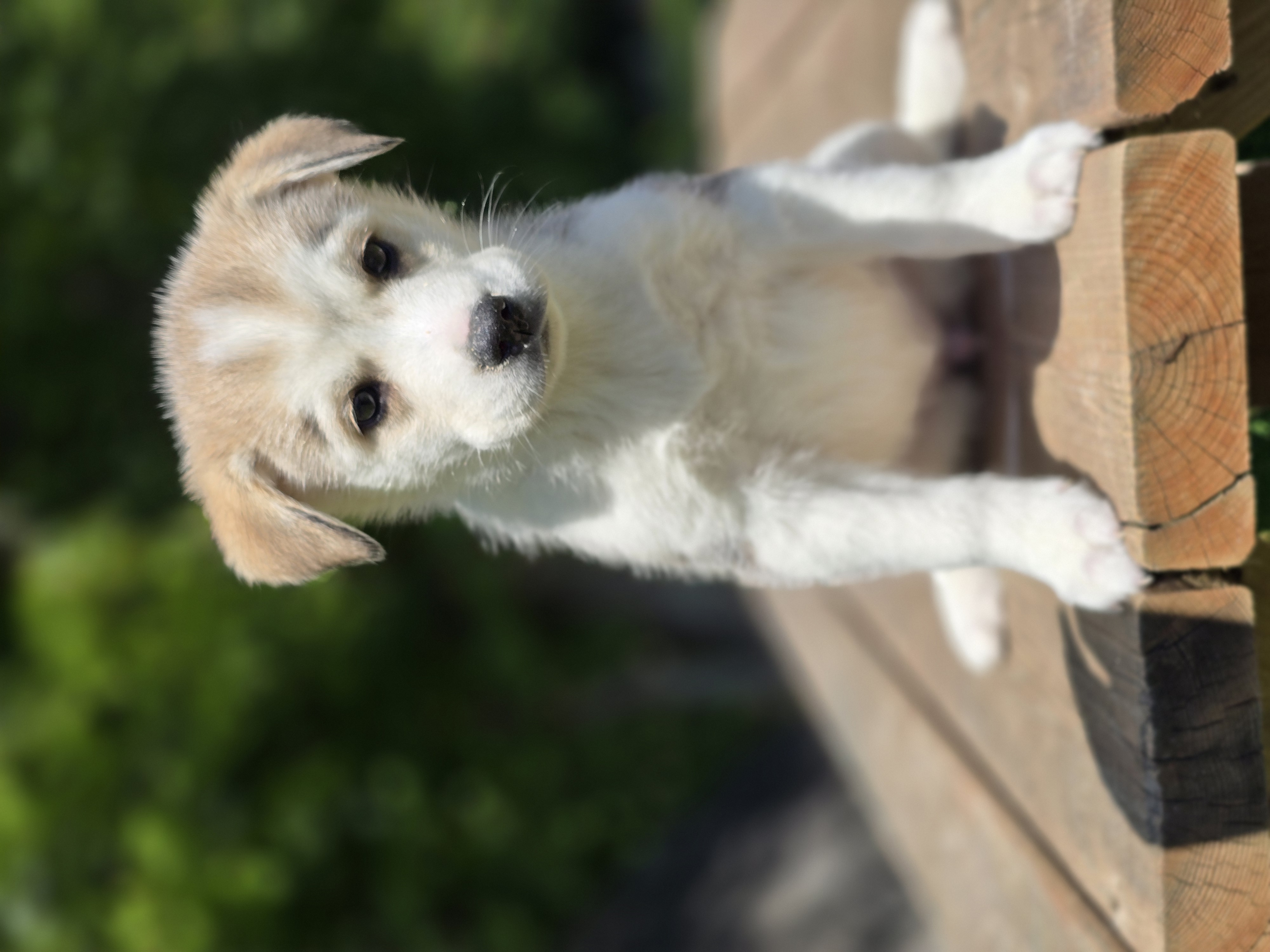 Stella