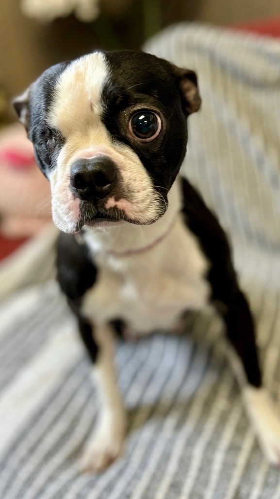 Romie