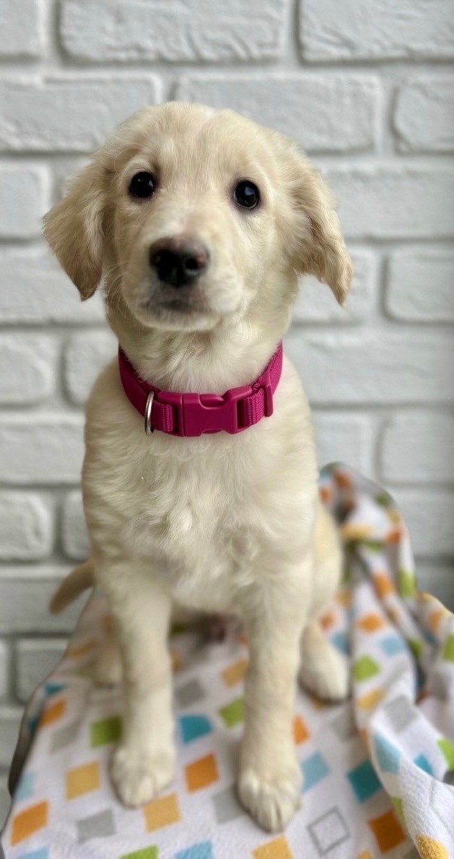 Reine