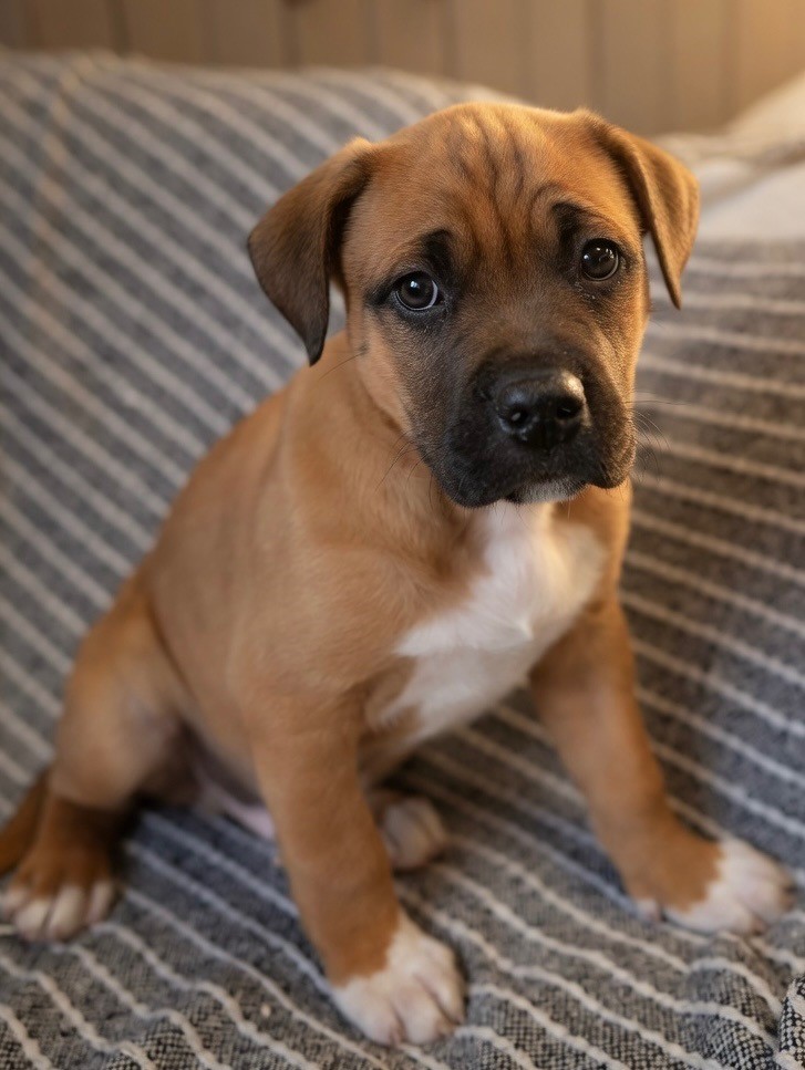 Thor