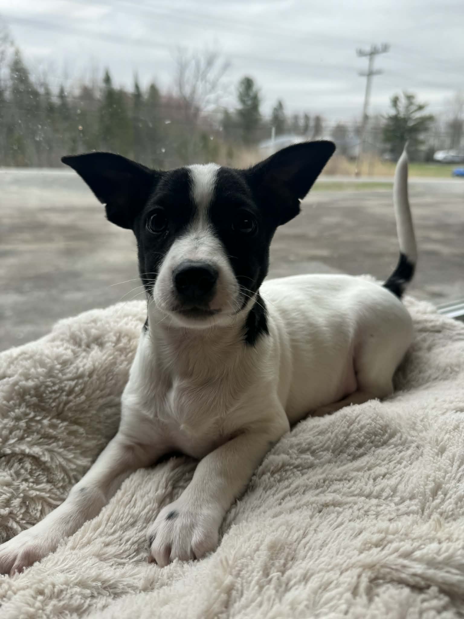 Asko