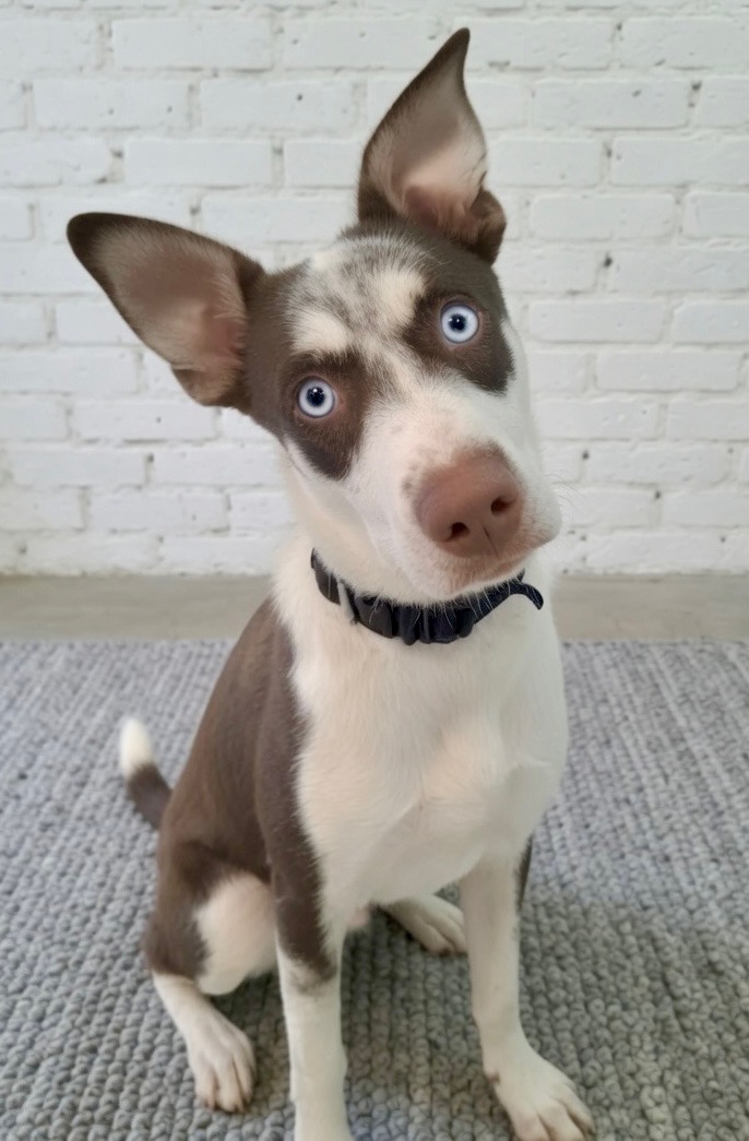 Maya