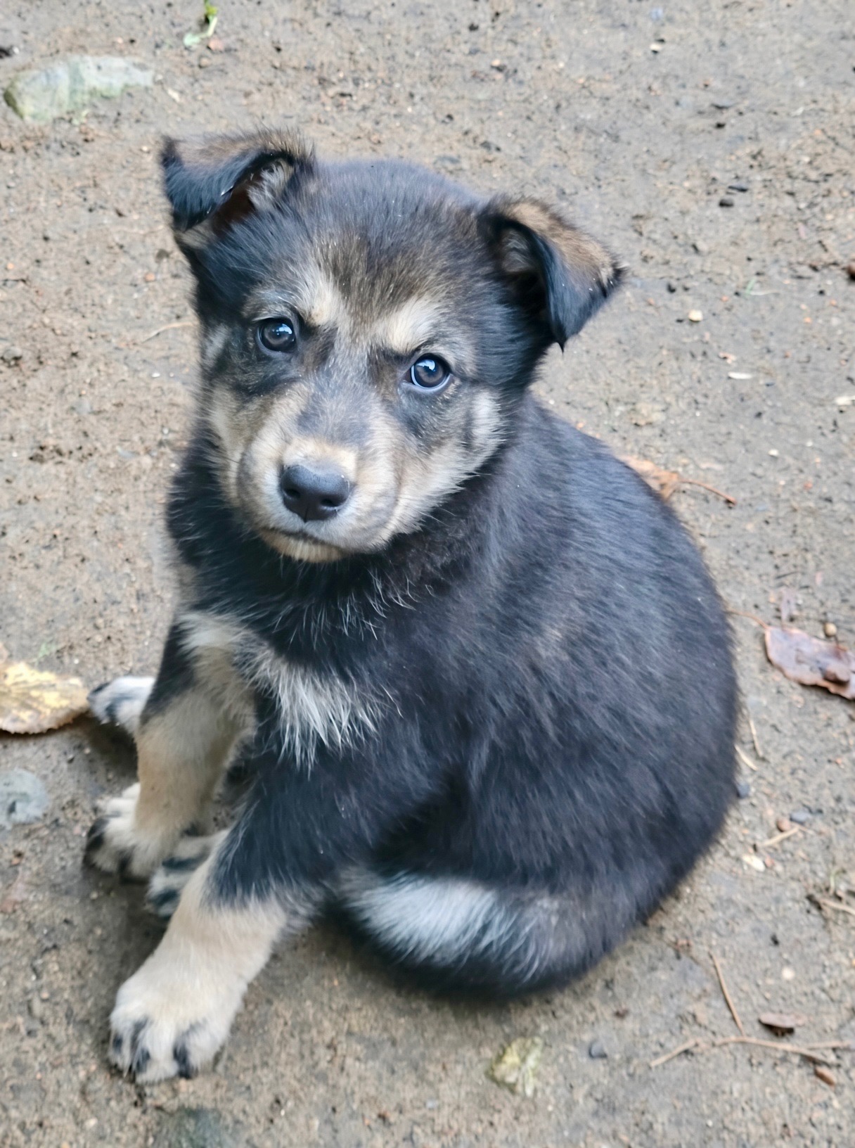 Radko
