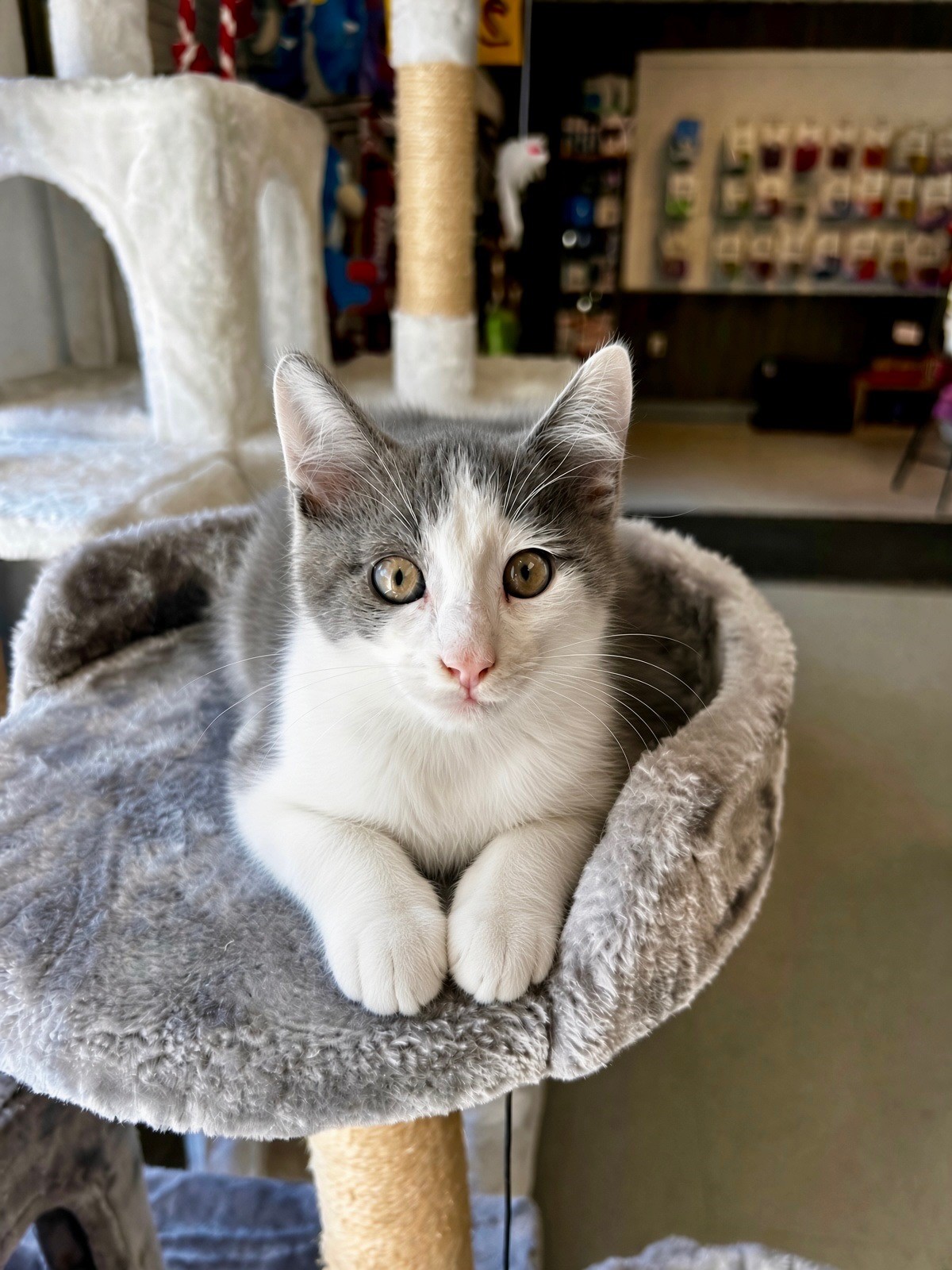 Oliver