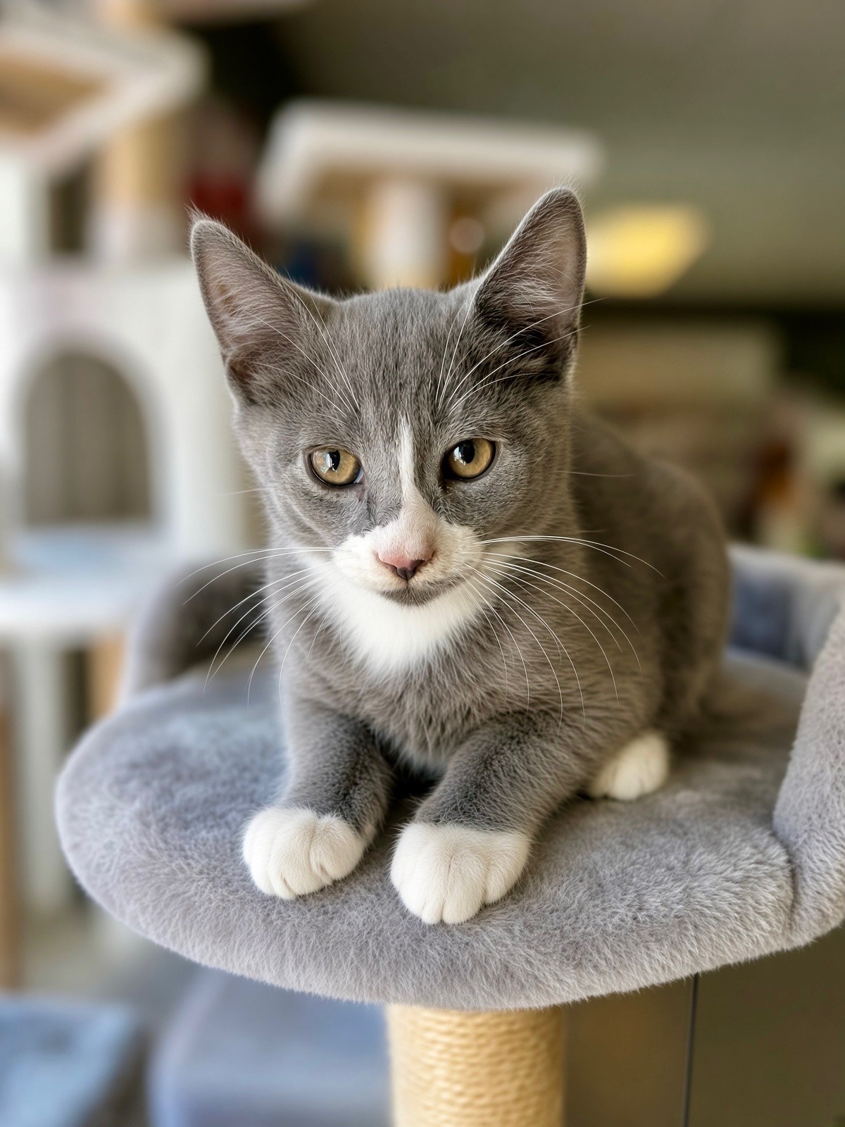 Figaro