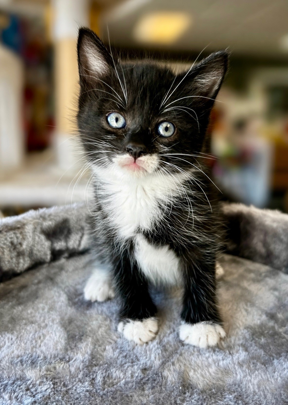 Nala
