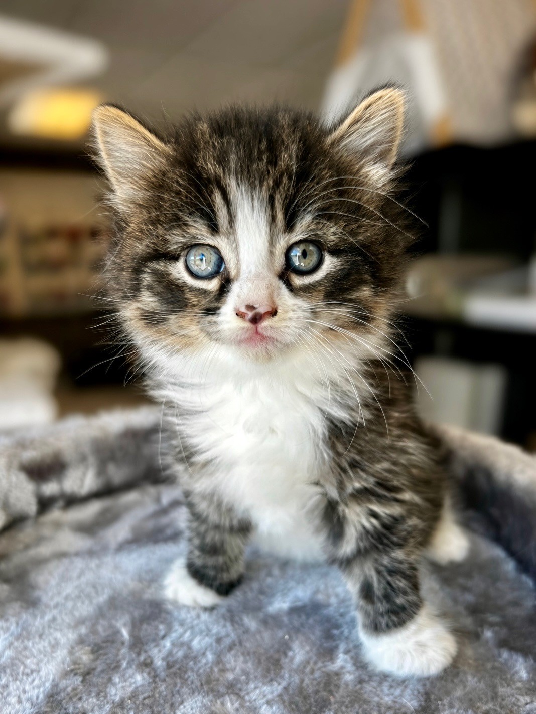 Rajah