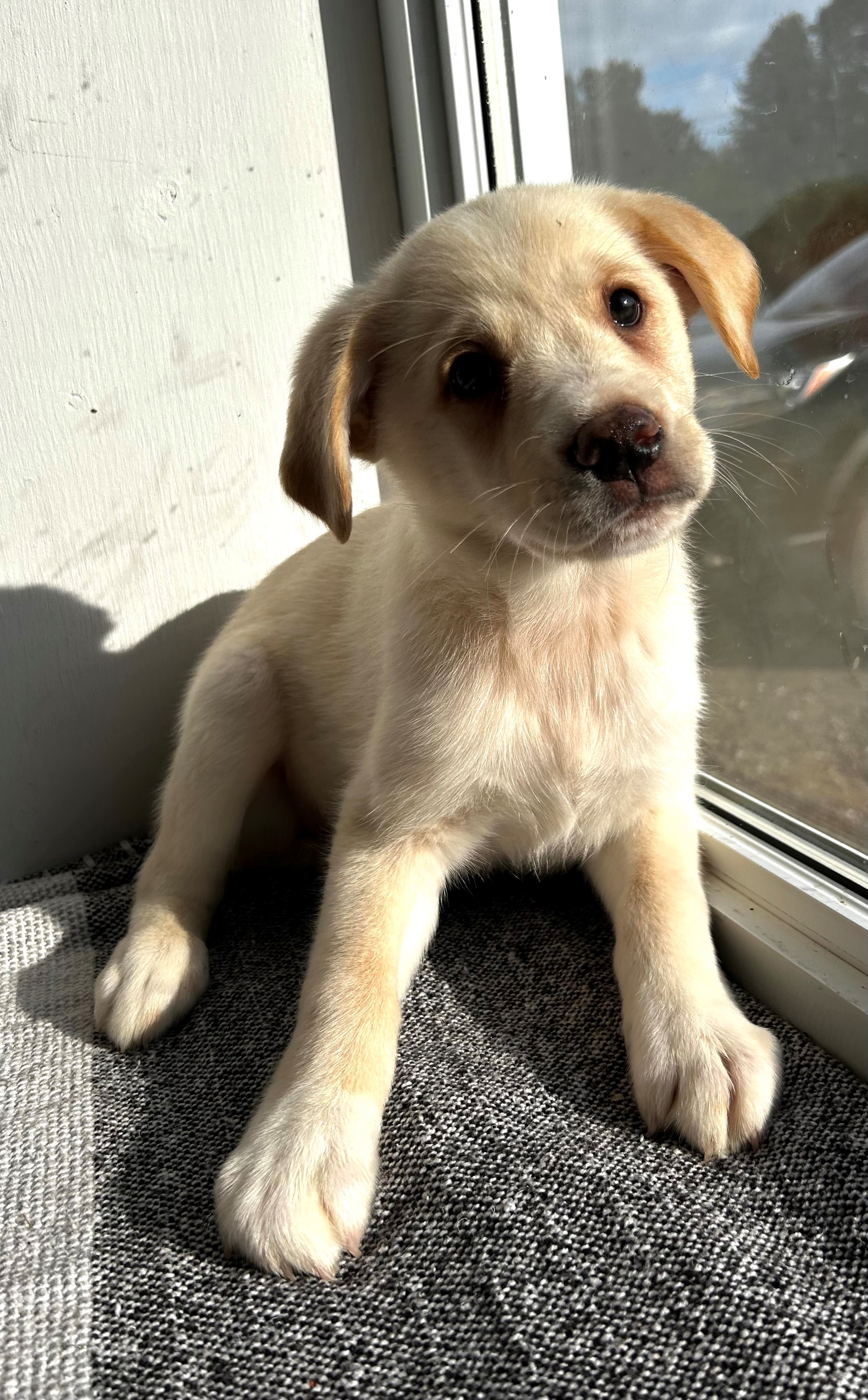 Otis