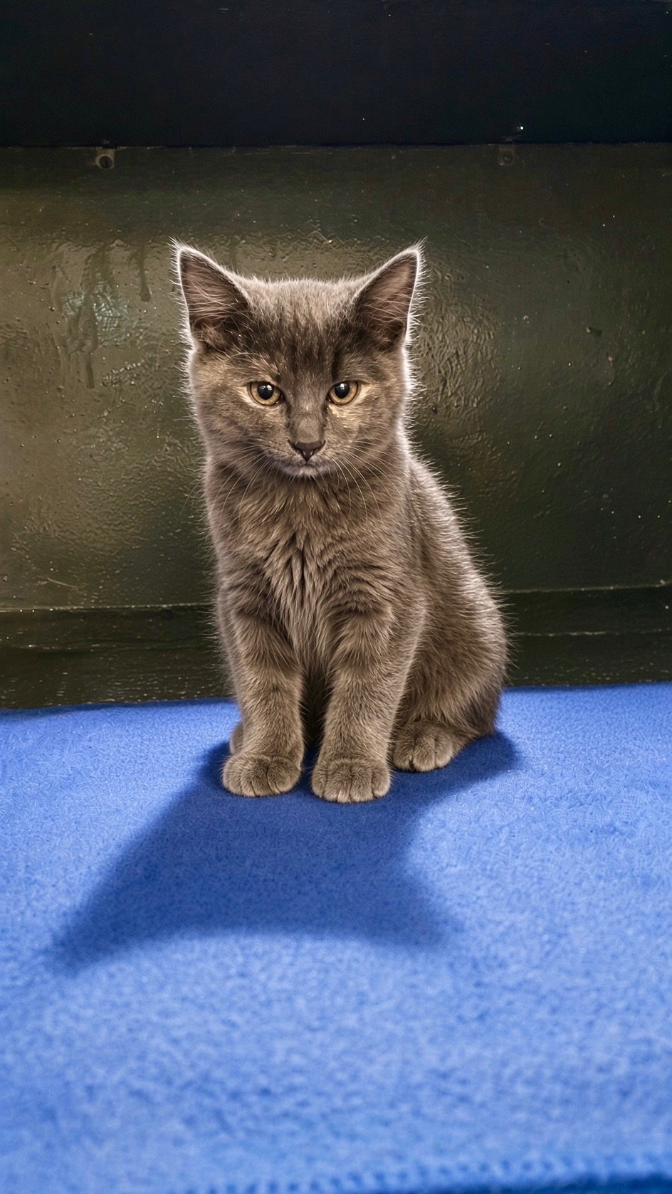 Maya