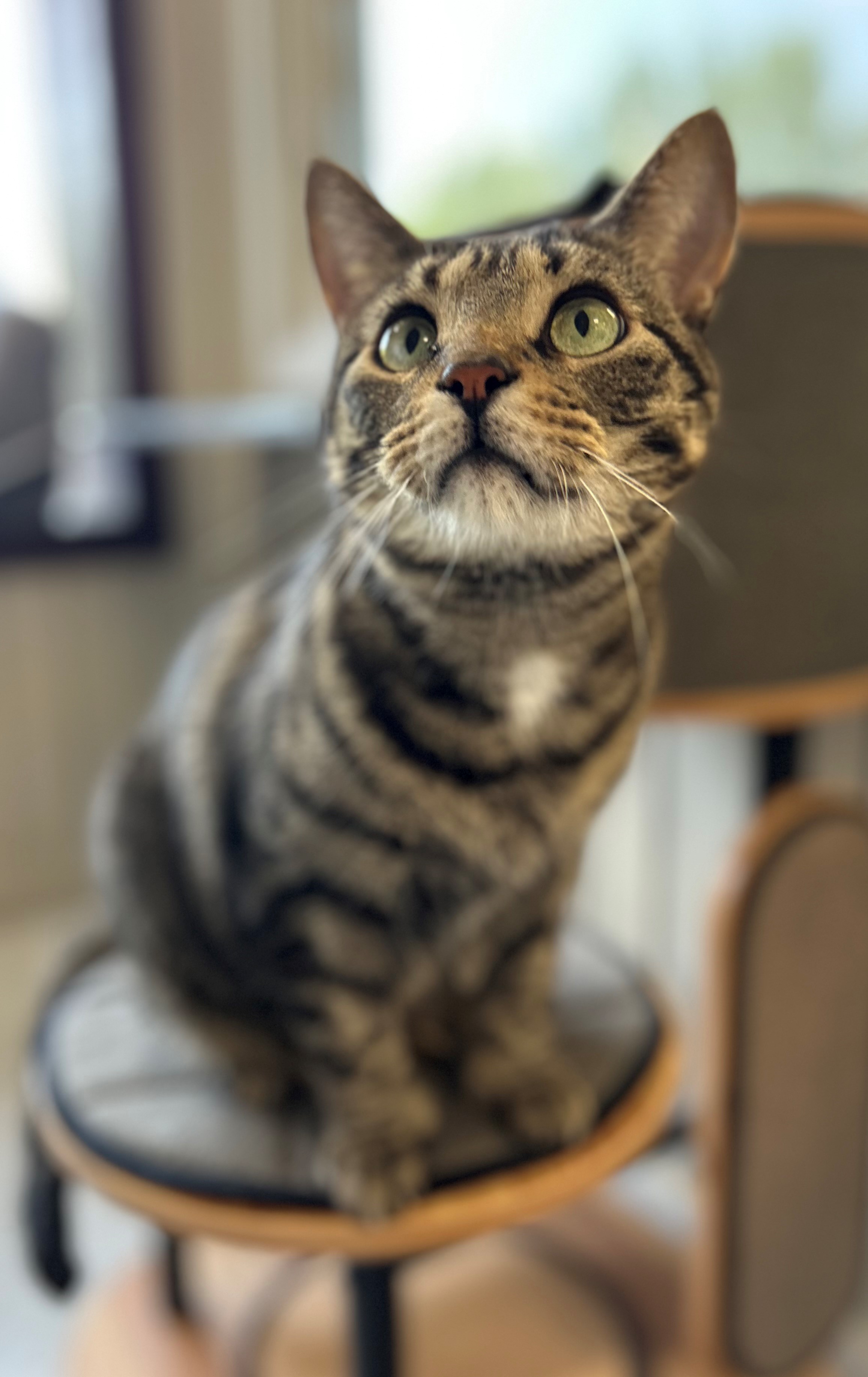 Gizzy