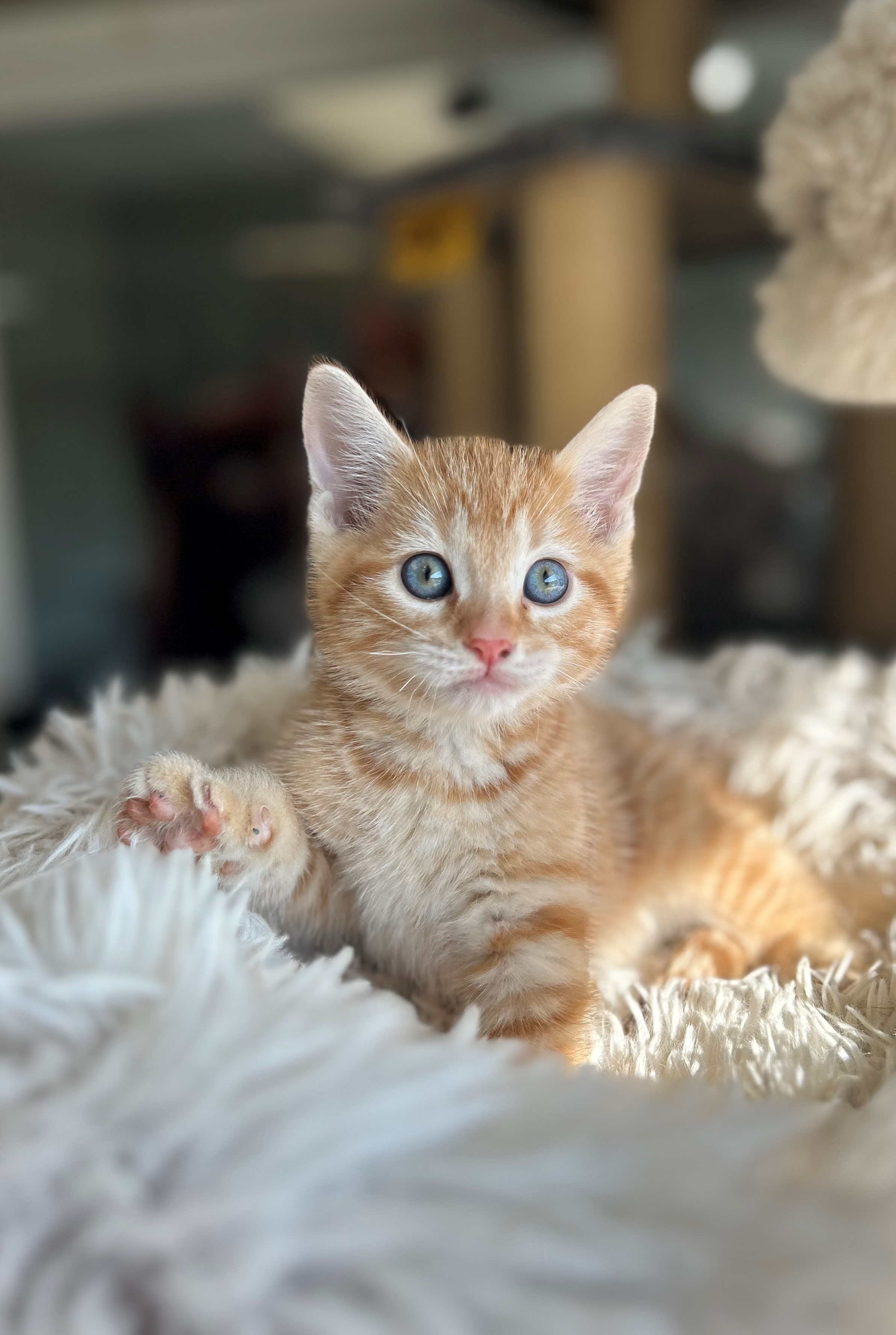 Simba