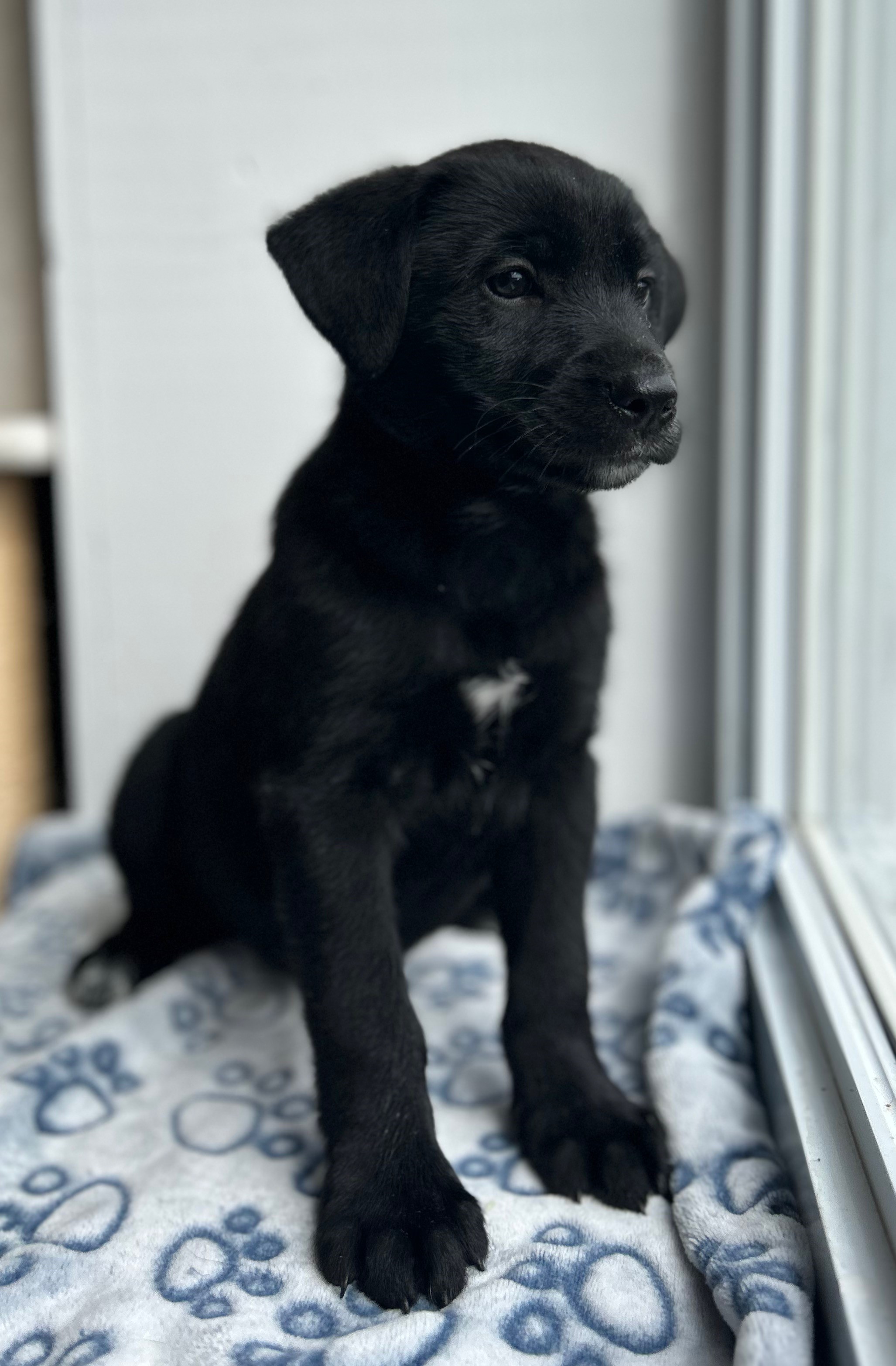 Laya
